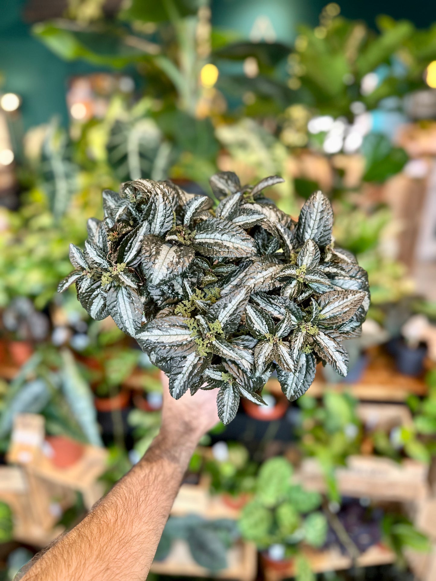Pilea Silver Tree