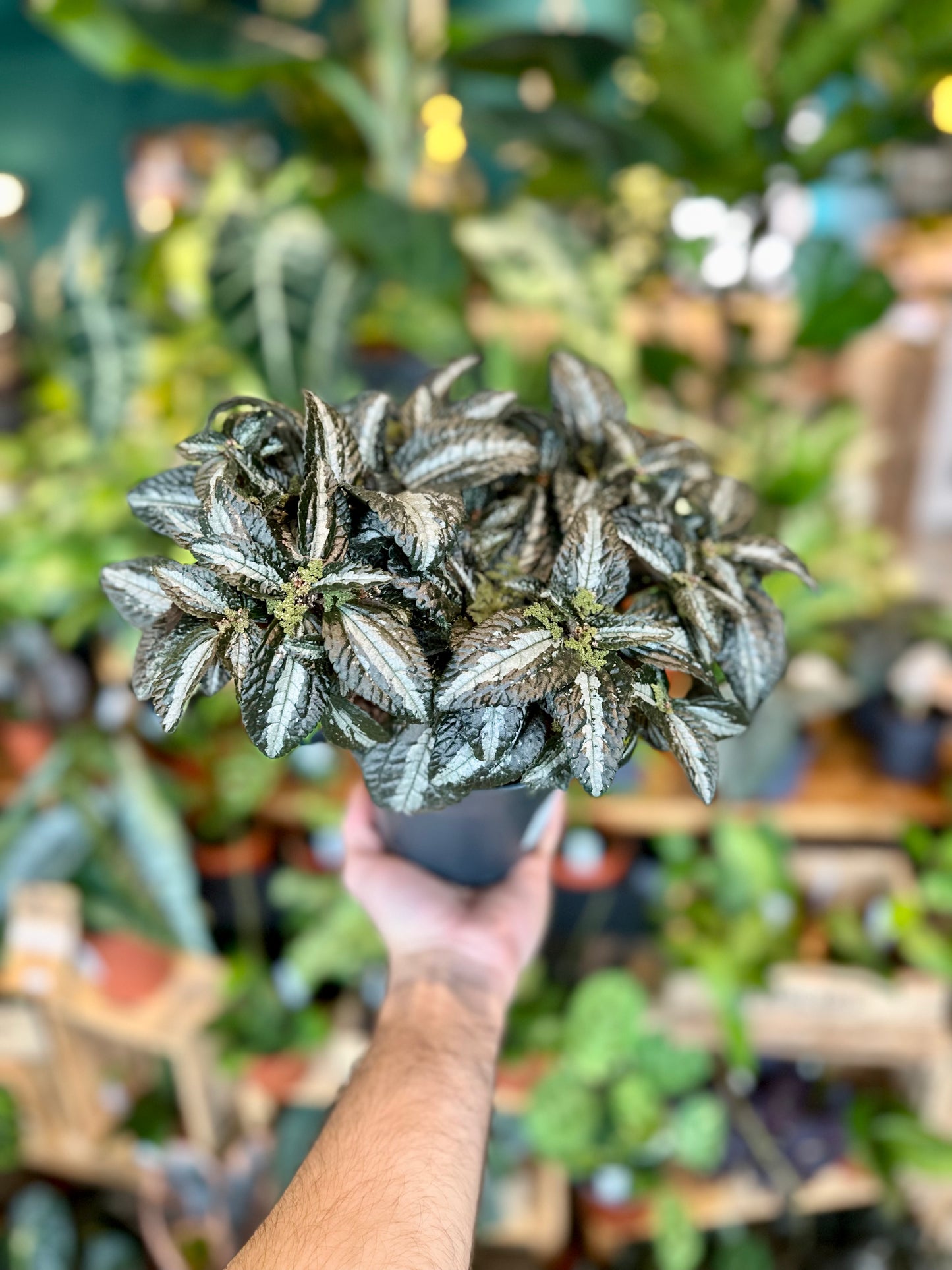 Pilea Silver Tree