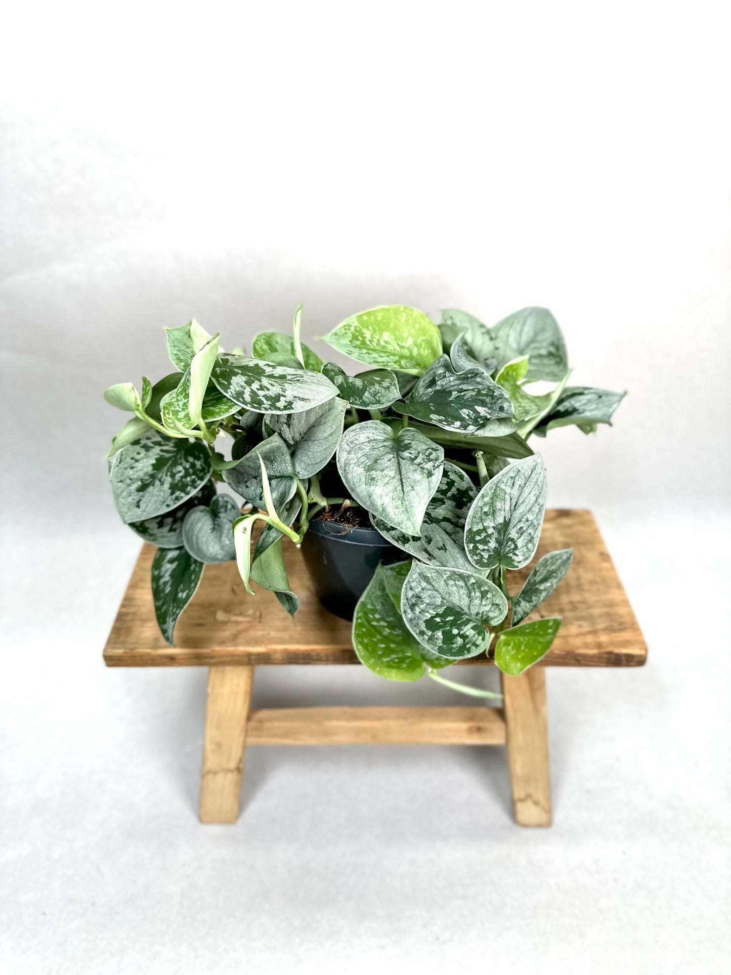 Scindapsus Pictus Silvery Ann