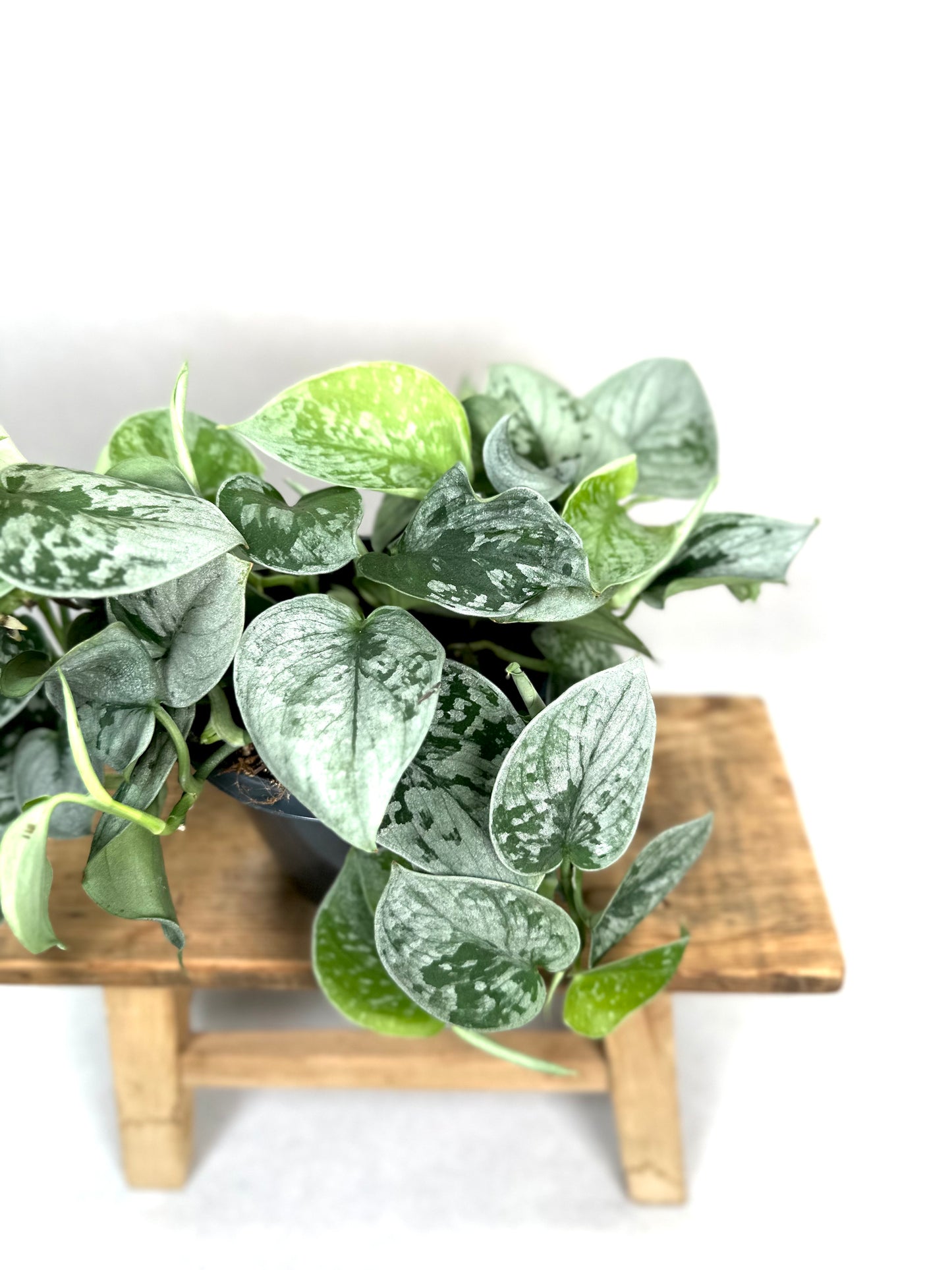Scindapsus Pictus Silvery Ann