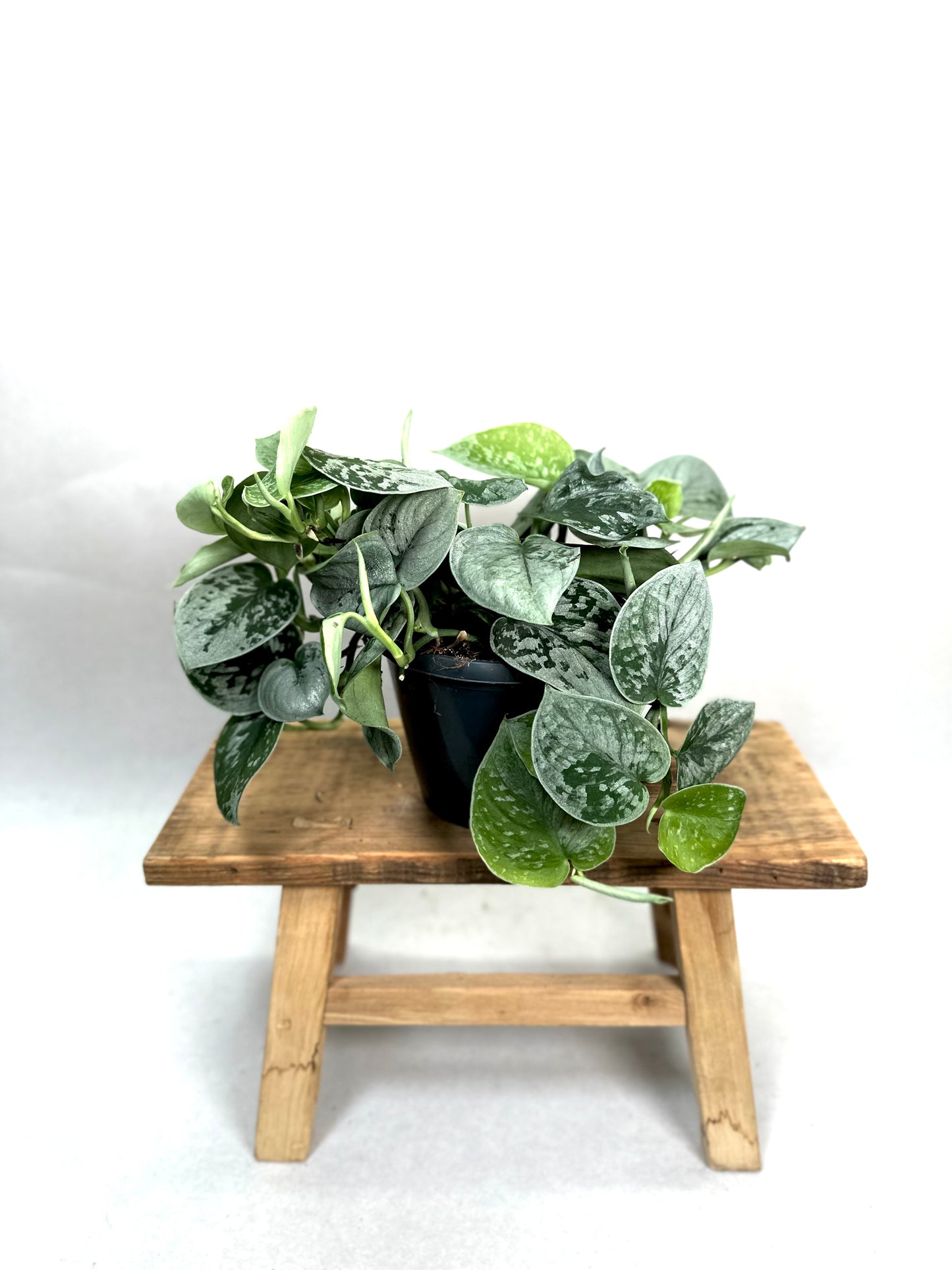 Scindapsus Pictus Silvery Ann