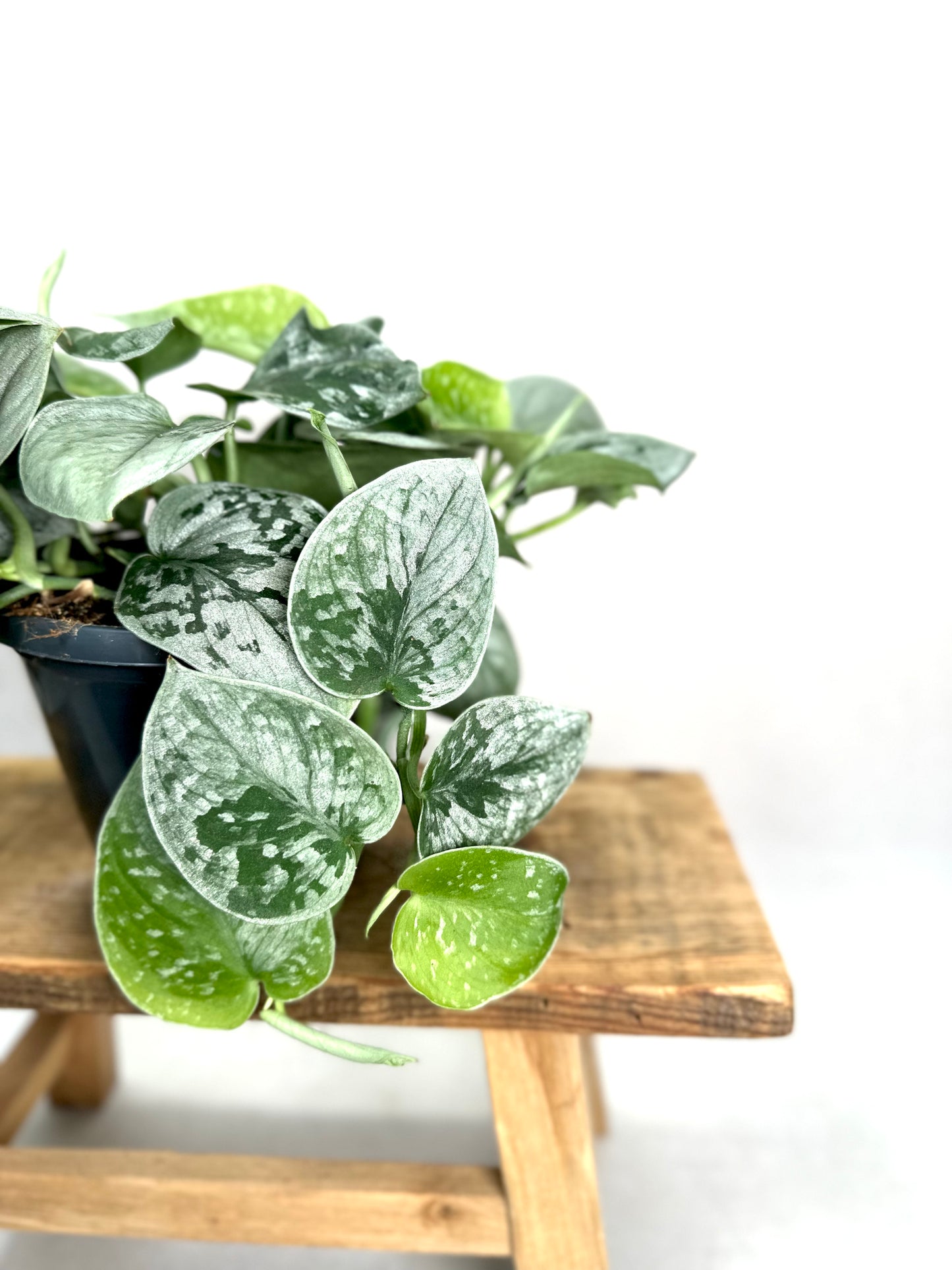 Scindapsus Pictus Silvery Ann