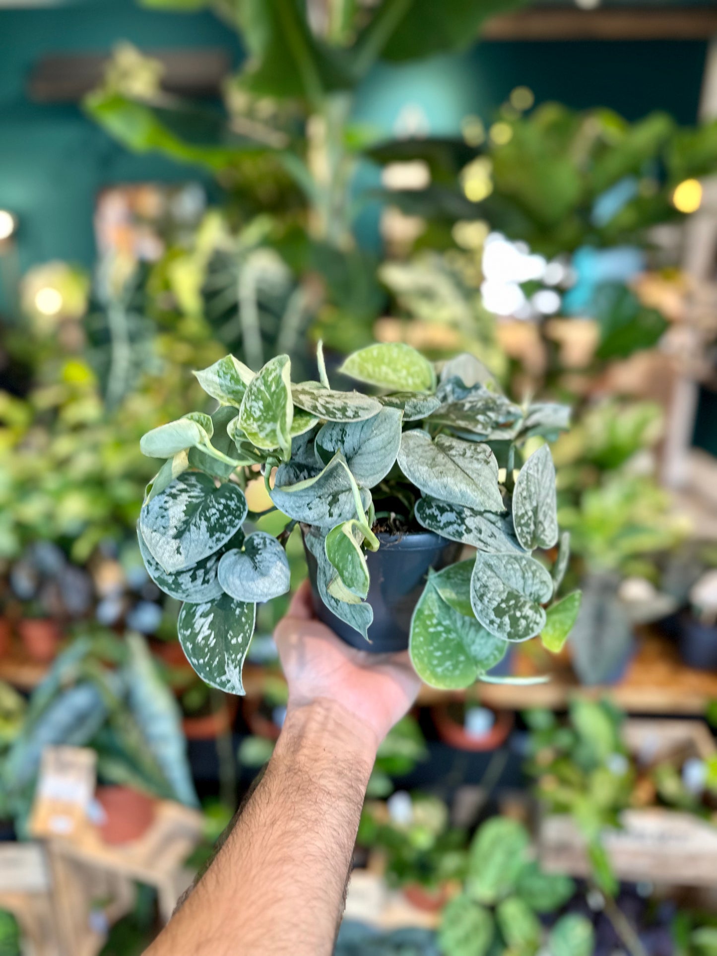 Scindapsus Pictus Silvery Ann
