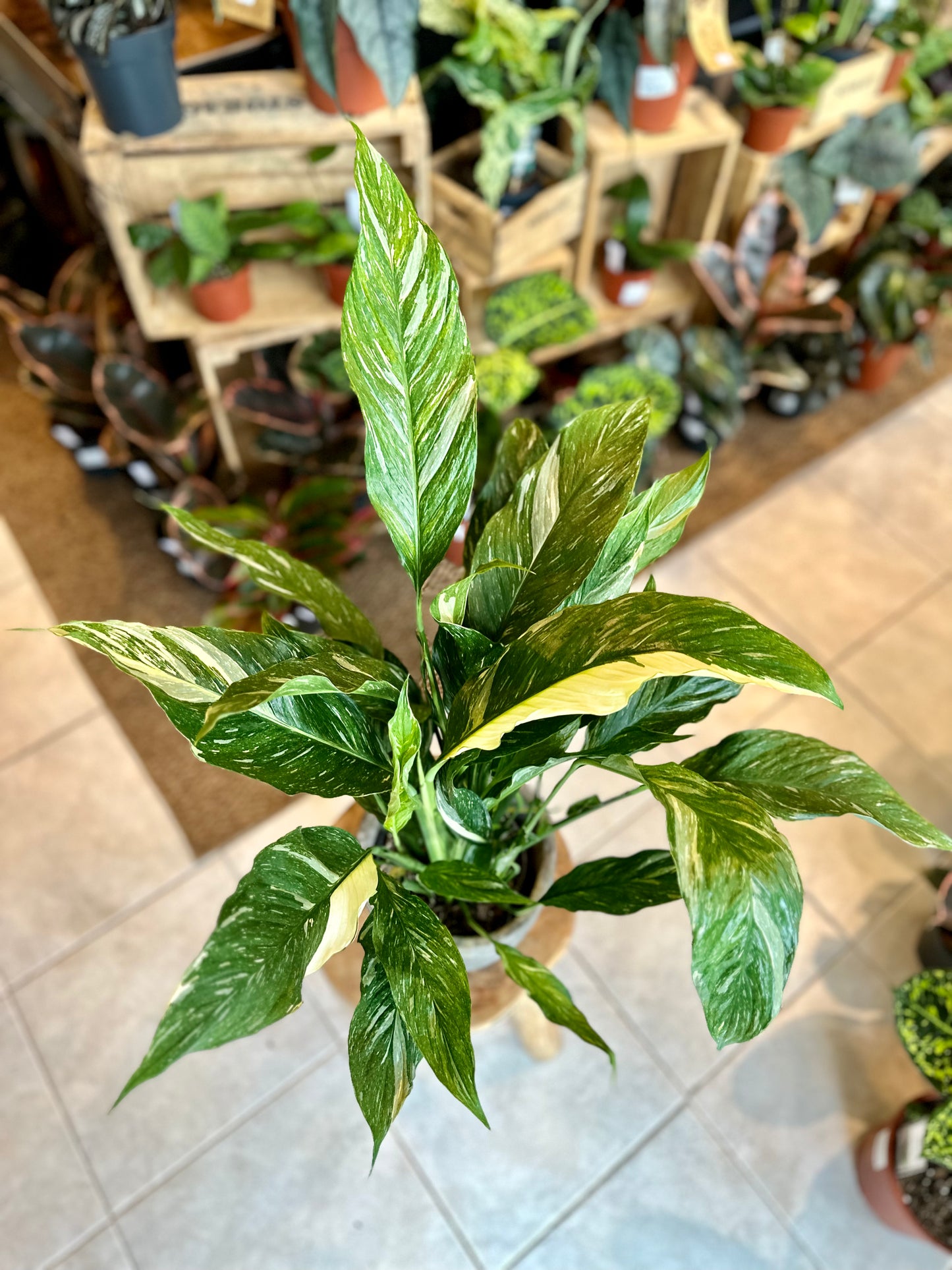 Spathiphyllum Diamond variegata