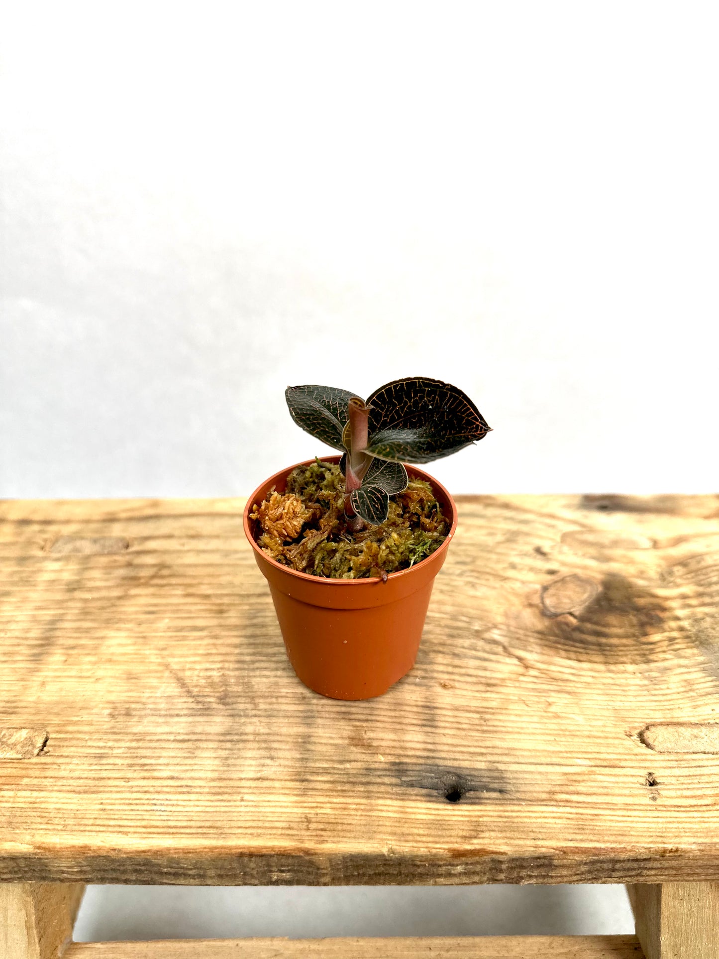 Orchidée bijou - Anoectochilus Roxburghii