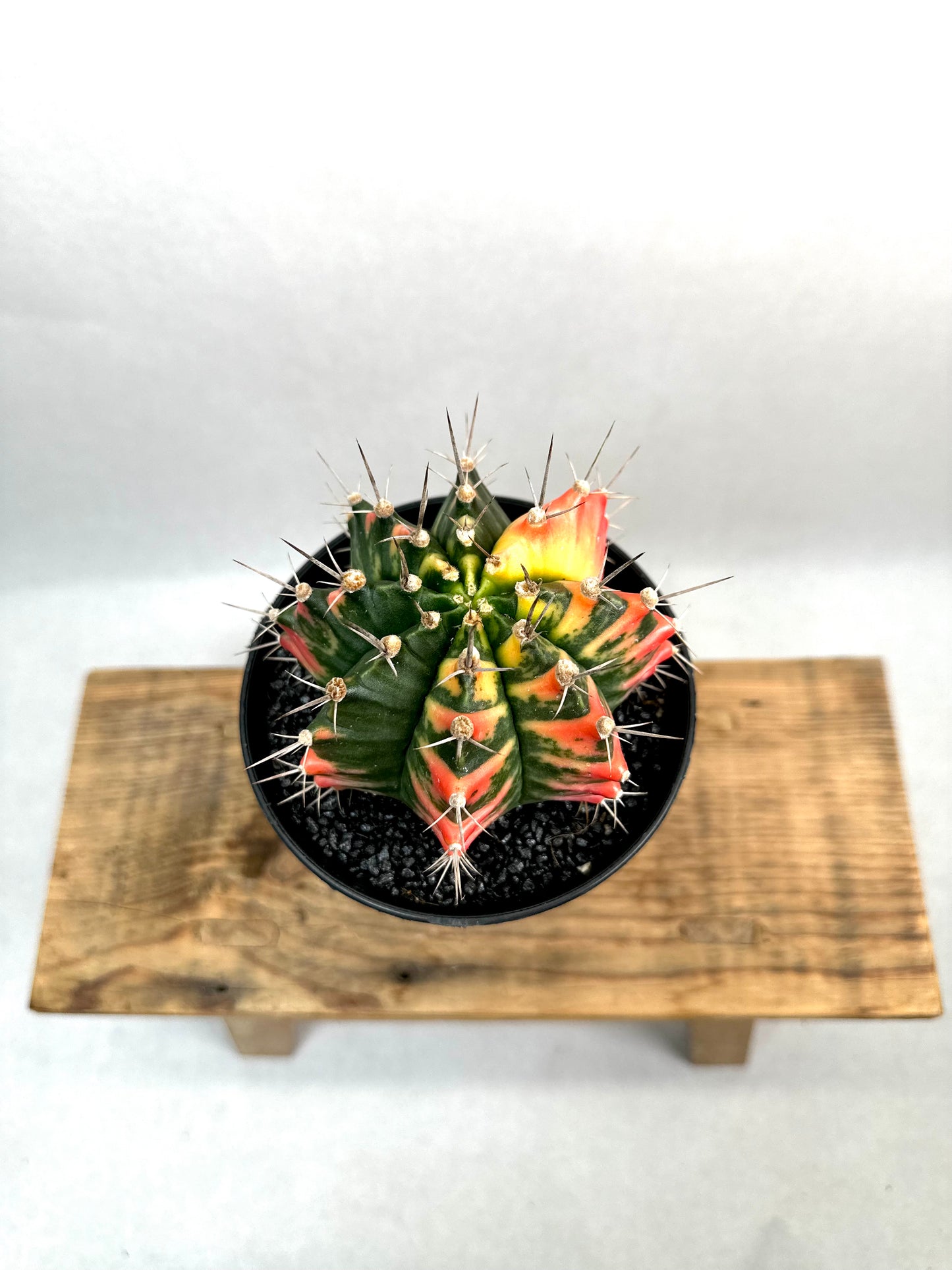 Gymnocalycium Mihanovichii variegata - Taille XL