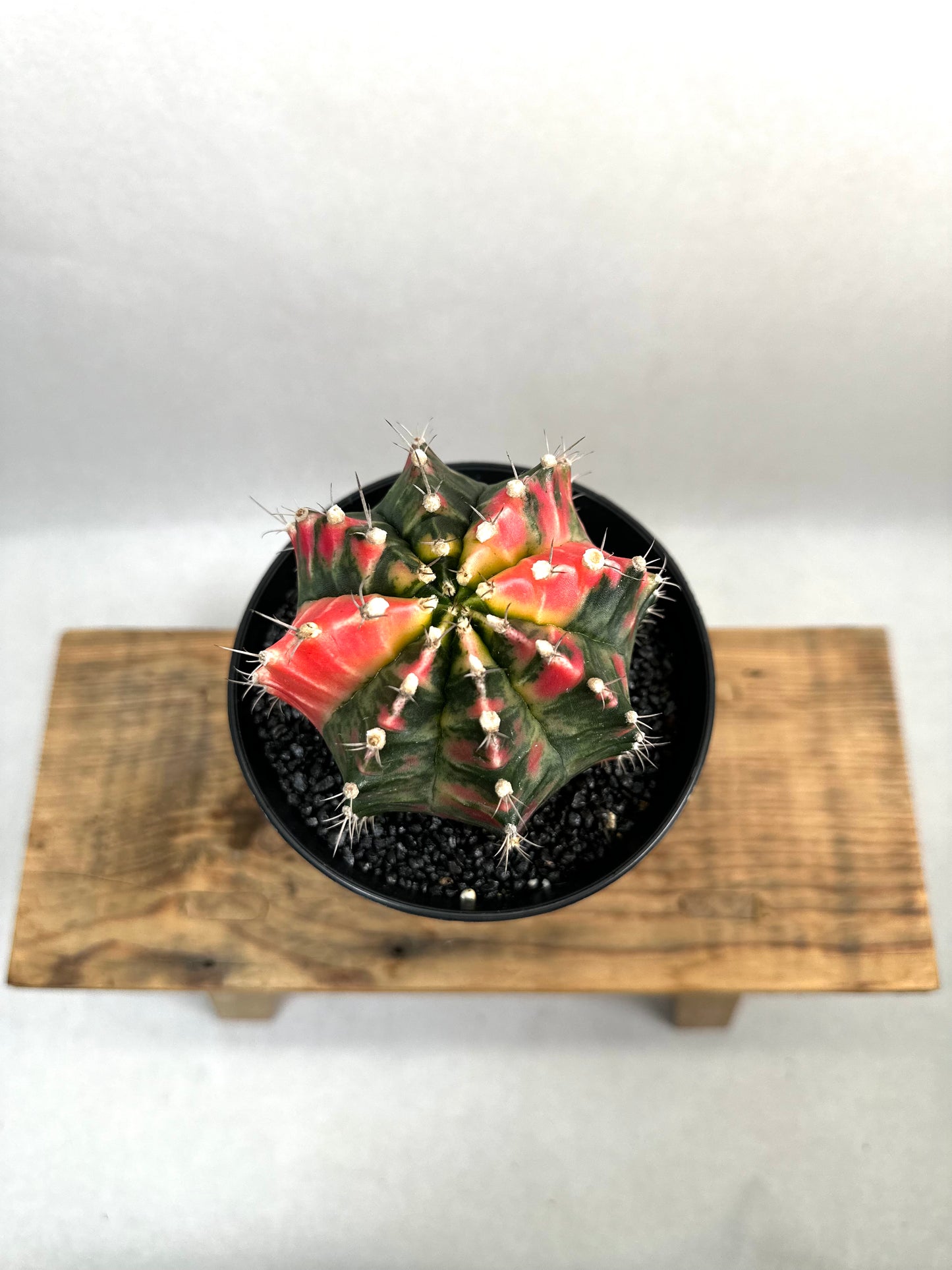 Gymnocalycium Mihanovichii variegata - Taille XL