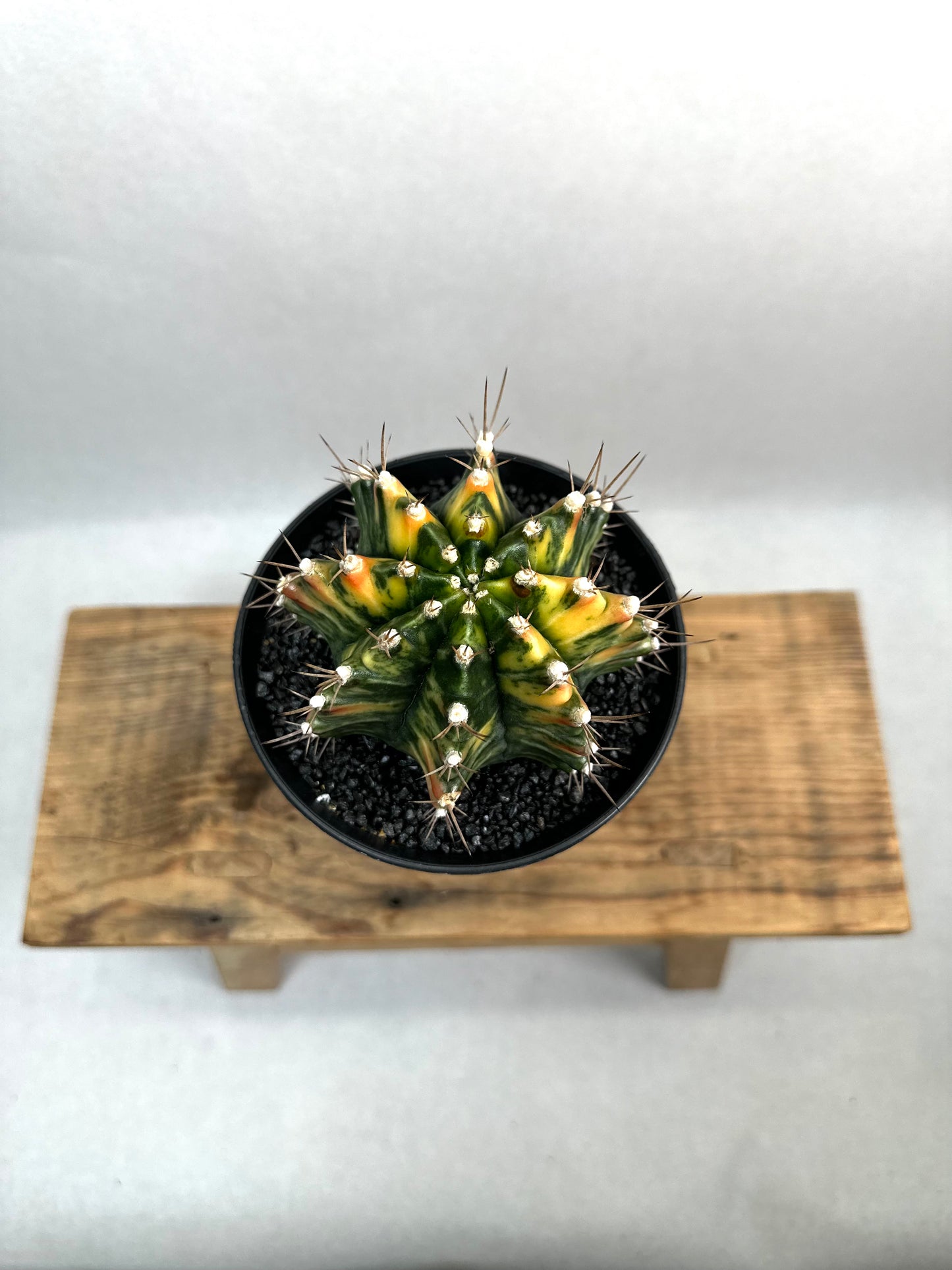 Gymnocalycium Mihanovichii variegata - Taille XL