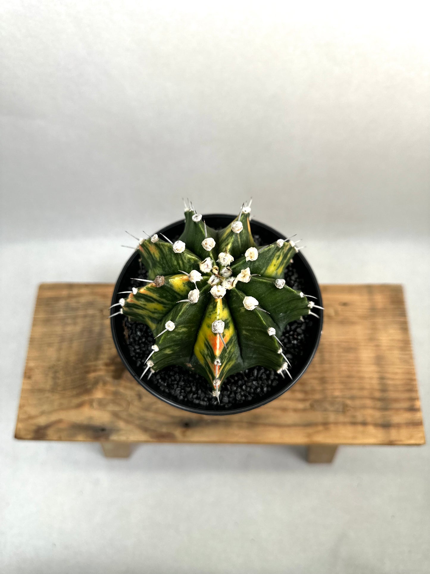 Gymnocalycium Mihanovichii variegata - Taille XL