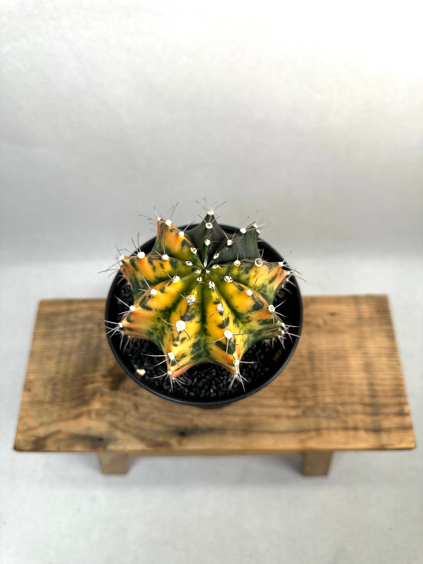 Gymnocalycium Mihanovichii variegata - Taille XL