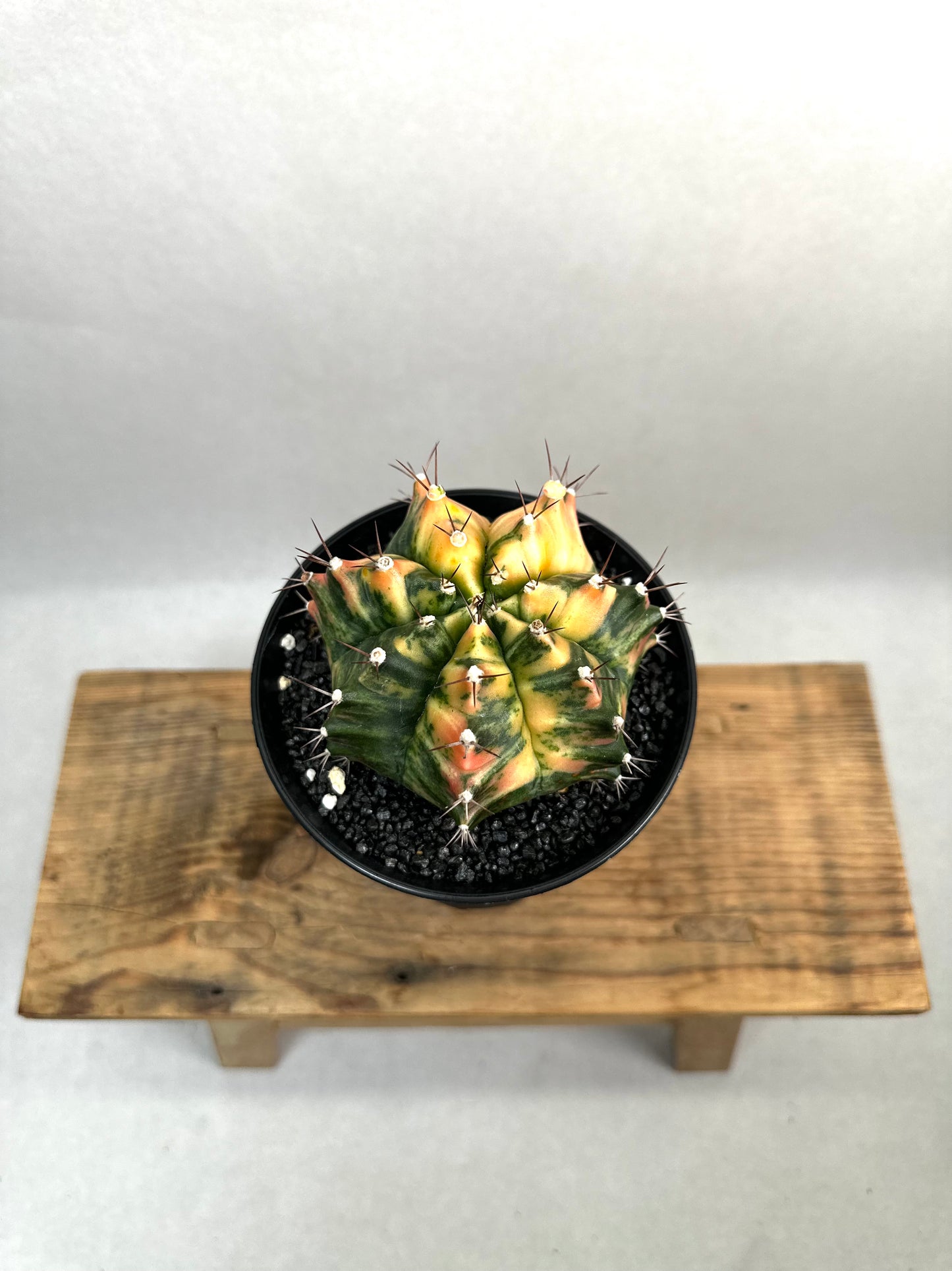 Gymnocalycium Mihanovichii variegata - Taille XL