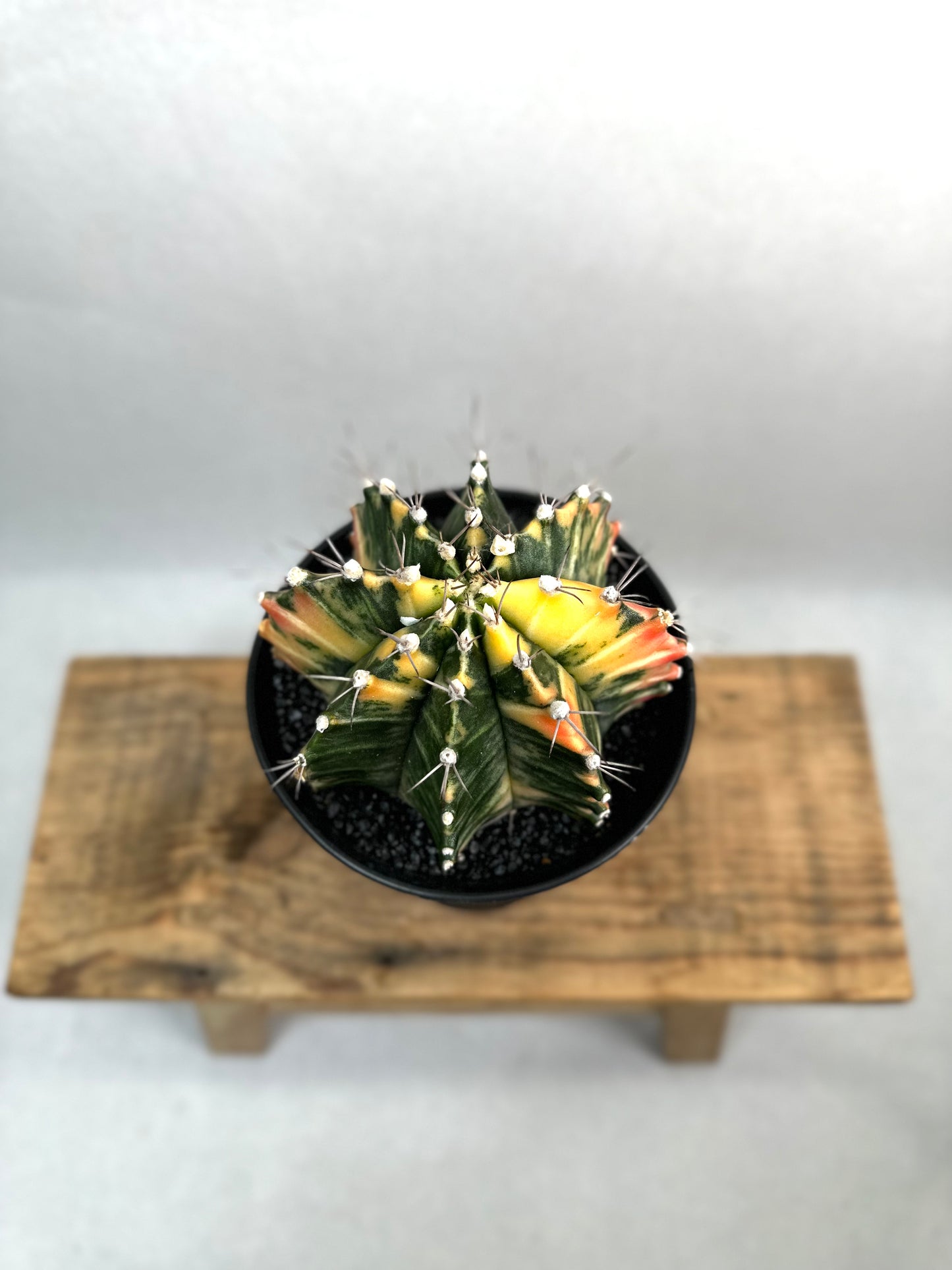 Gymnocalycium Mihanovichii variegata - Taille XL