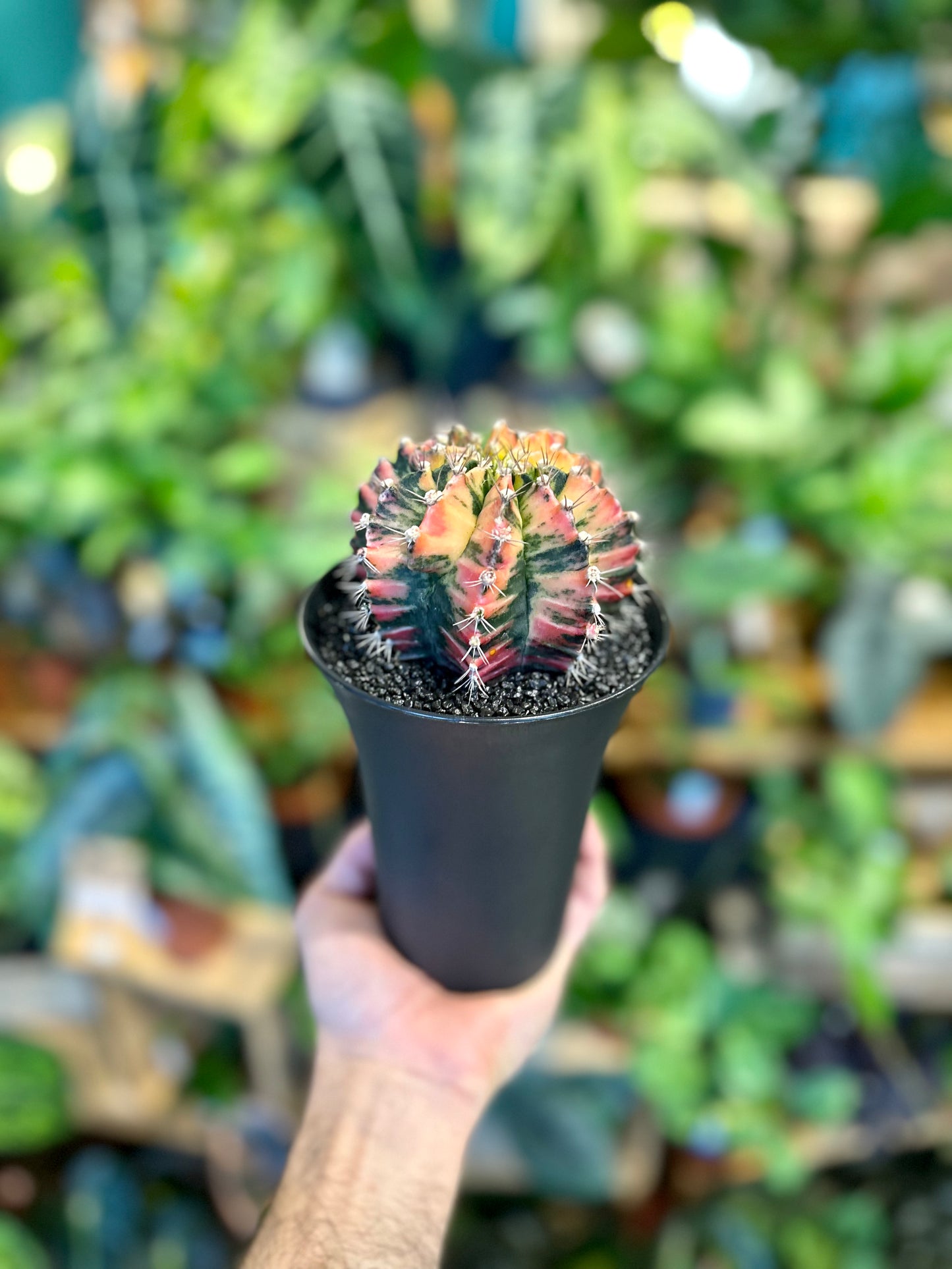 Gymnocalycium Mihanovichii variegata - Taille XL