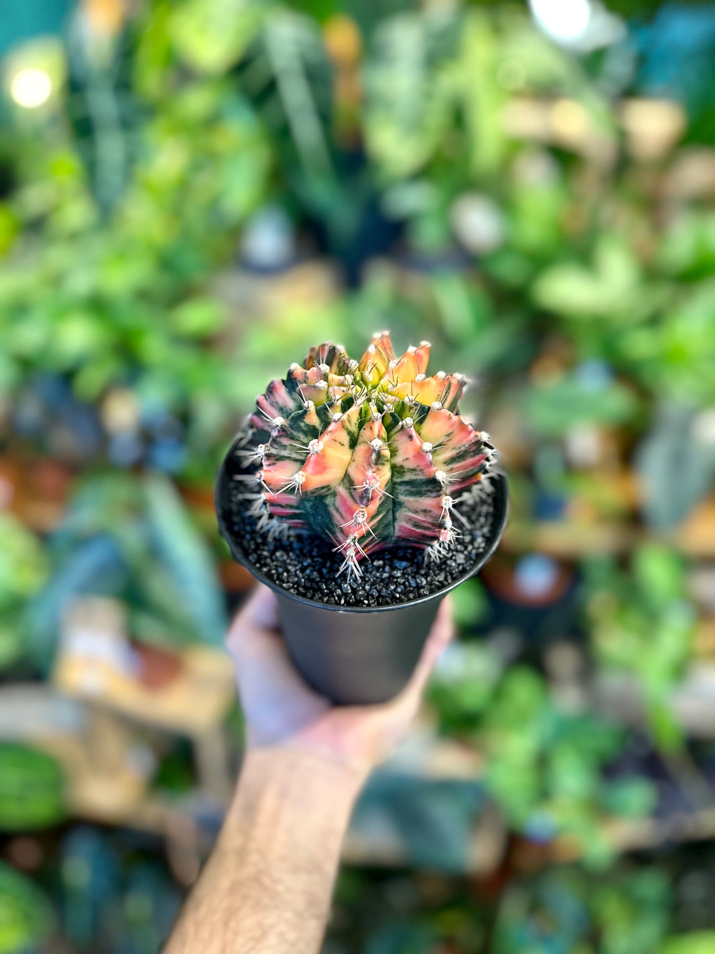 Gymnocalycium Mihanovichii variegata - Taille XL