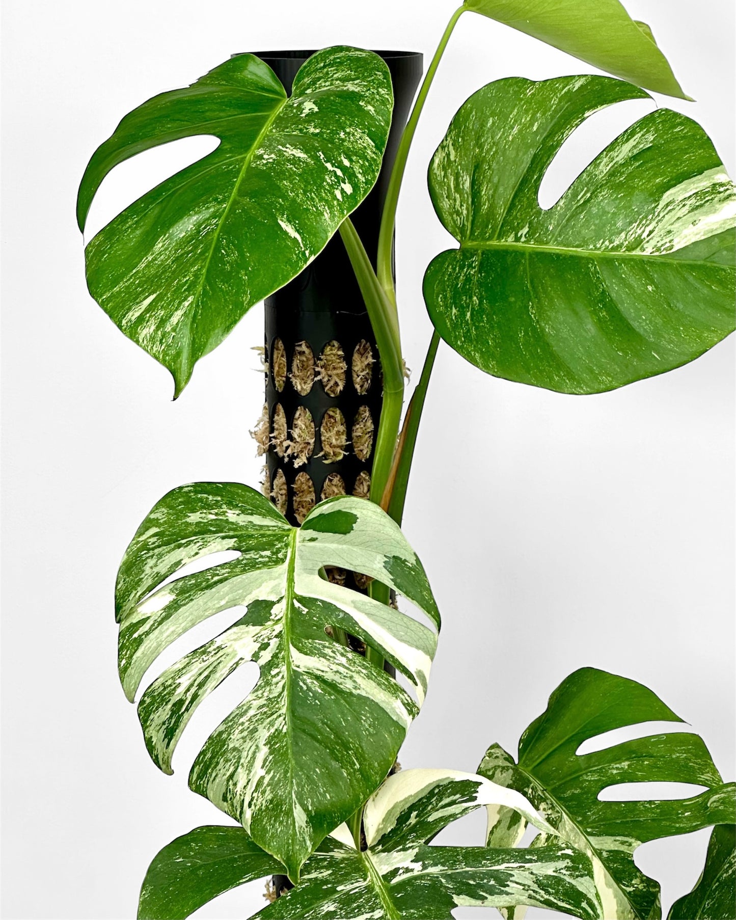 MossCore - Segment pour tuteur Modulable à Remplir de Sphaigne