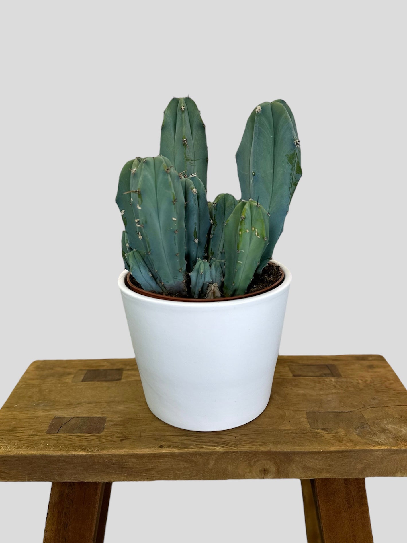 Cache-pot ''Classic'' blanc Ø12 cm