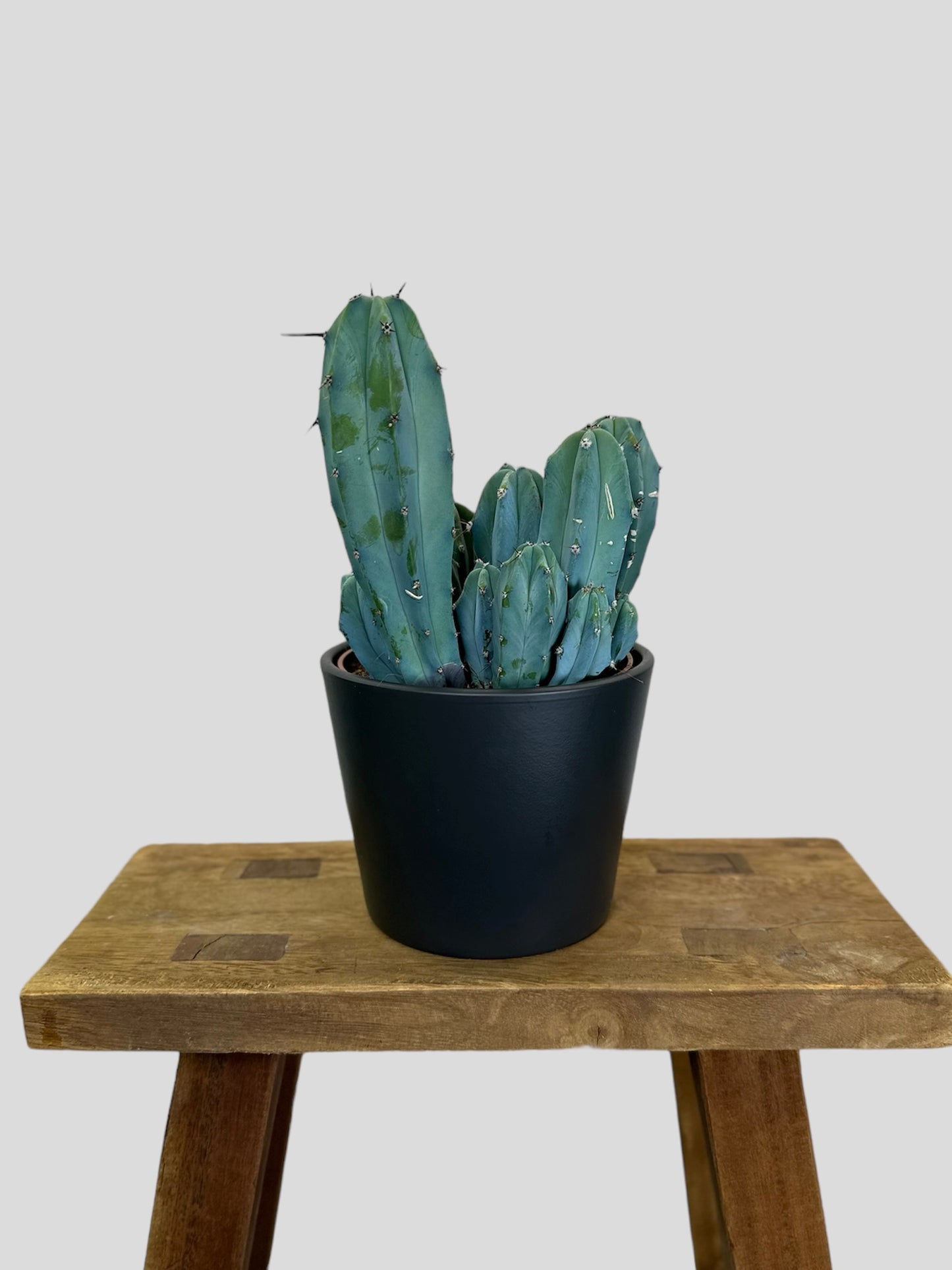 Cache-pot ''Classic'' noir Ø12 cm