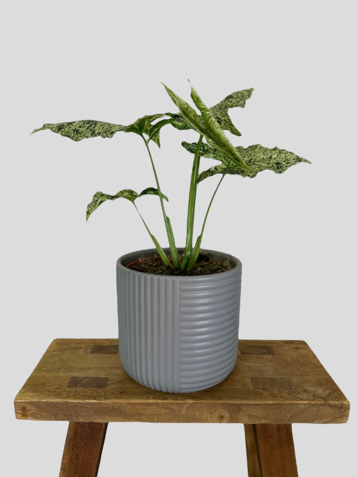 Cache-pot ''tendance'' gris Ø12 cm