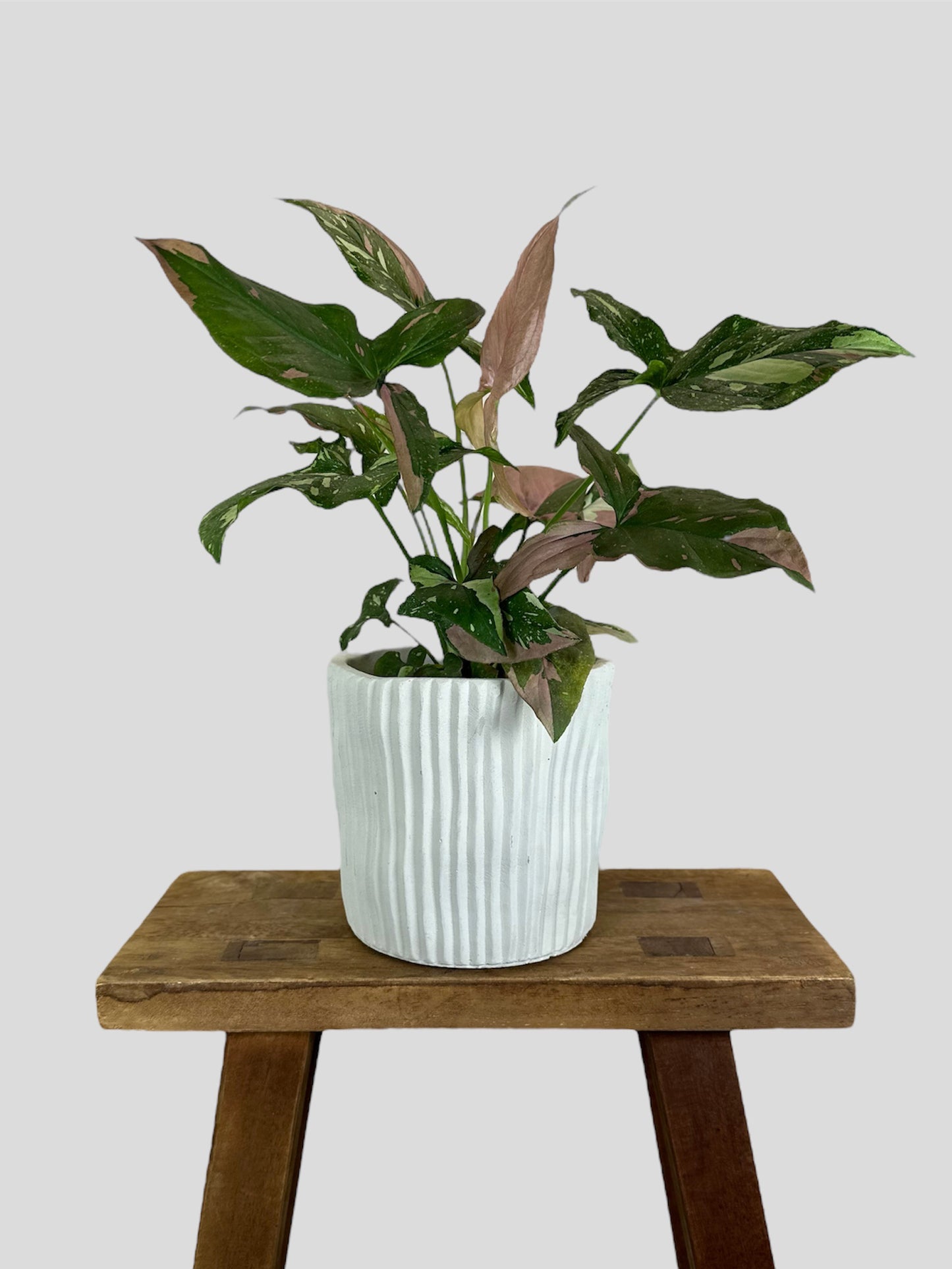 Cache-pot ''Salto'' Ø12 cm
