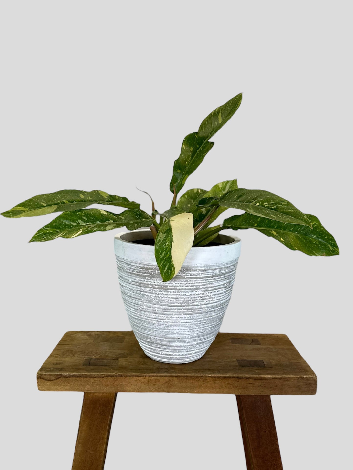 Cache-pot ''Linearis'' Ø14 cm