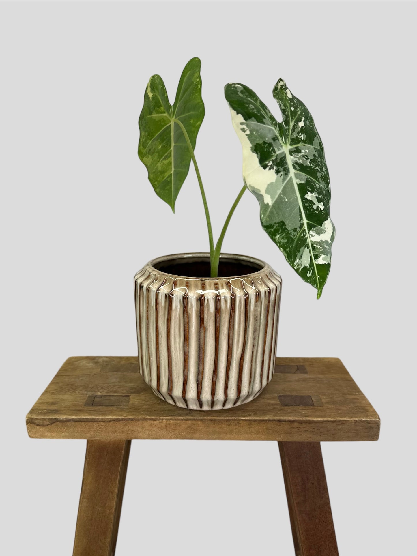 Cache-pot ''Venise'' beige Ø11 cm