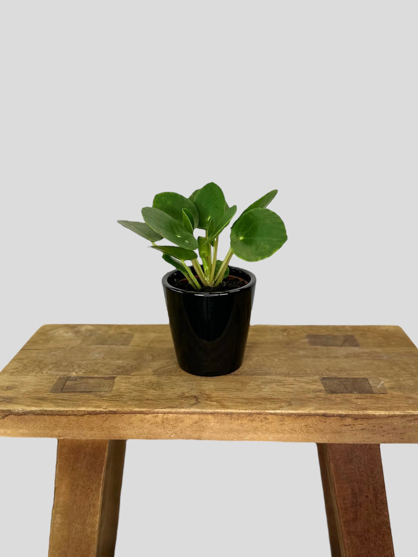 Cache-pot ''Classy'' noir Ø6 cm