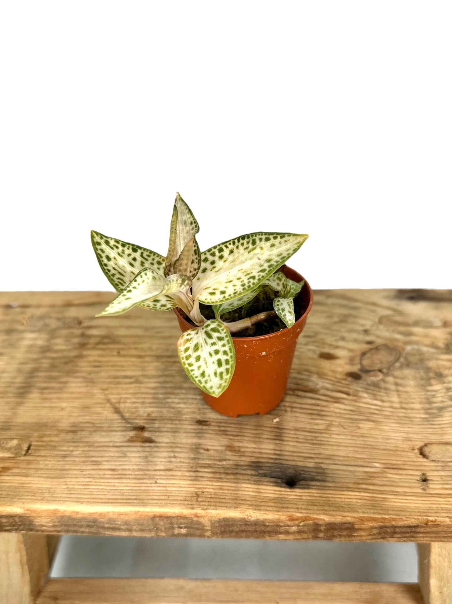 Orchidée bijou - Goodyera Schlechtendaliana var Nishikiran Japan
