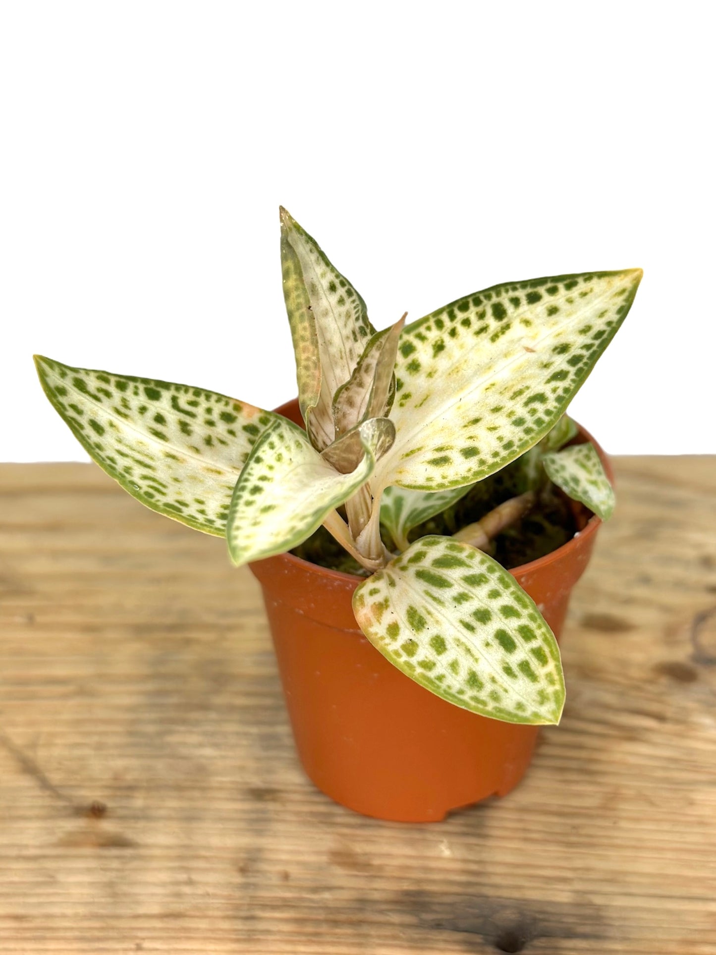 Orchidée bijou - Goodyera Schlechtendaliana var Nishikiran Japan