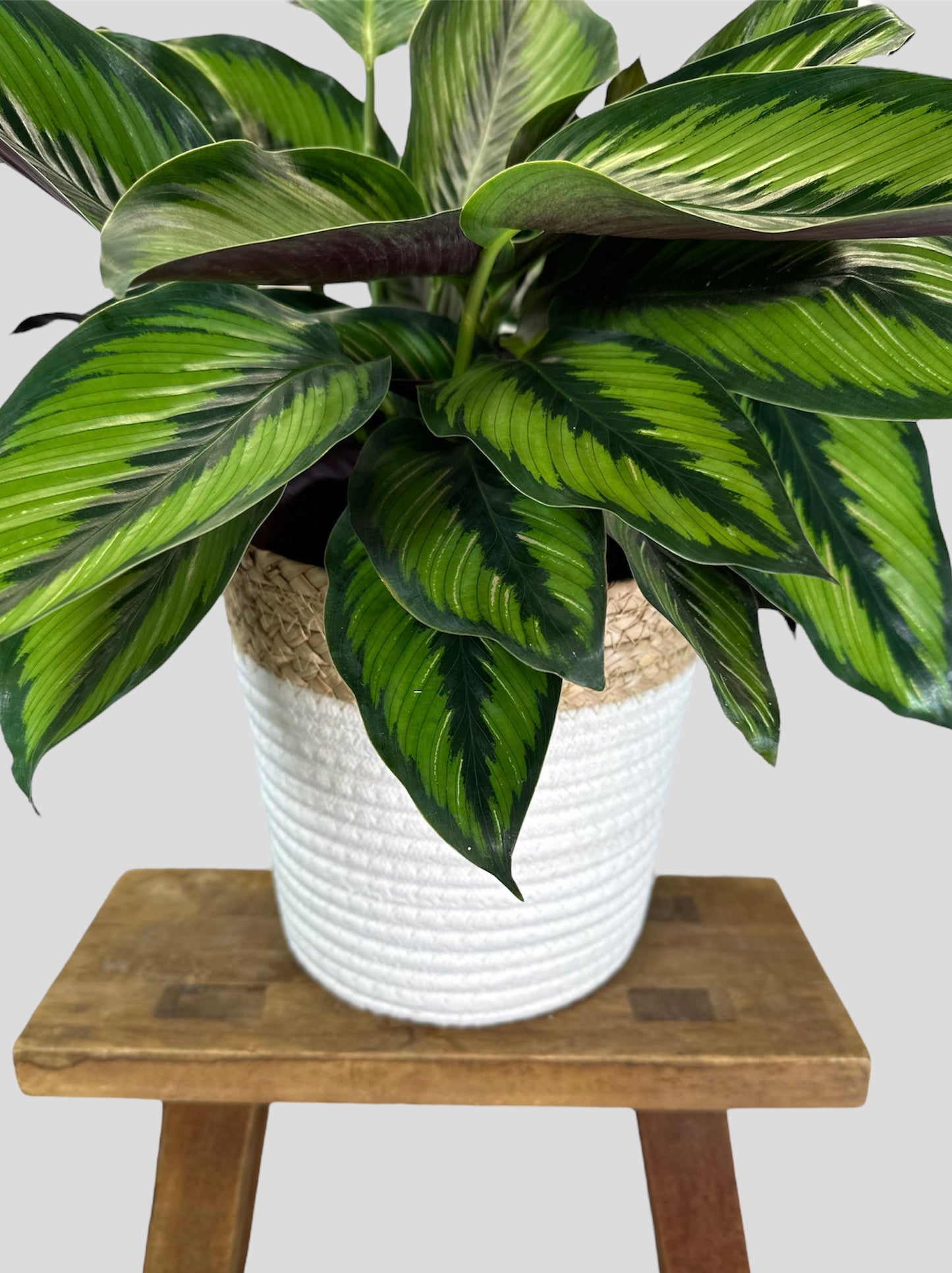 Cache-pot Panier blanc Ø19 cm