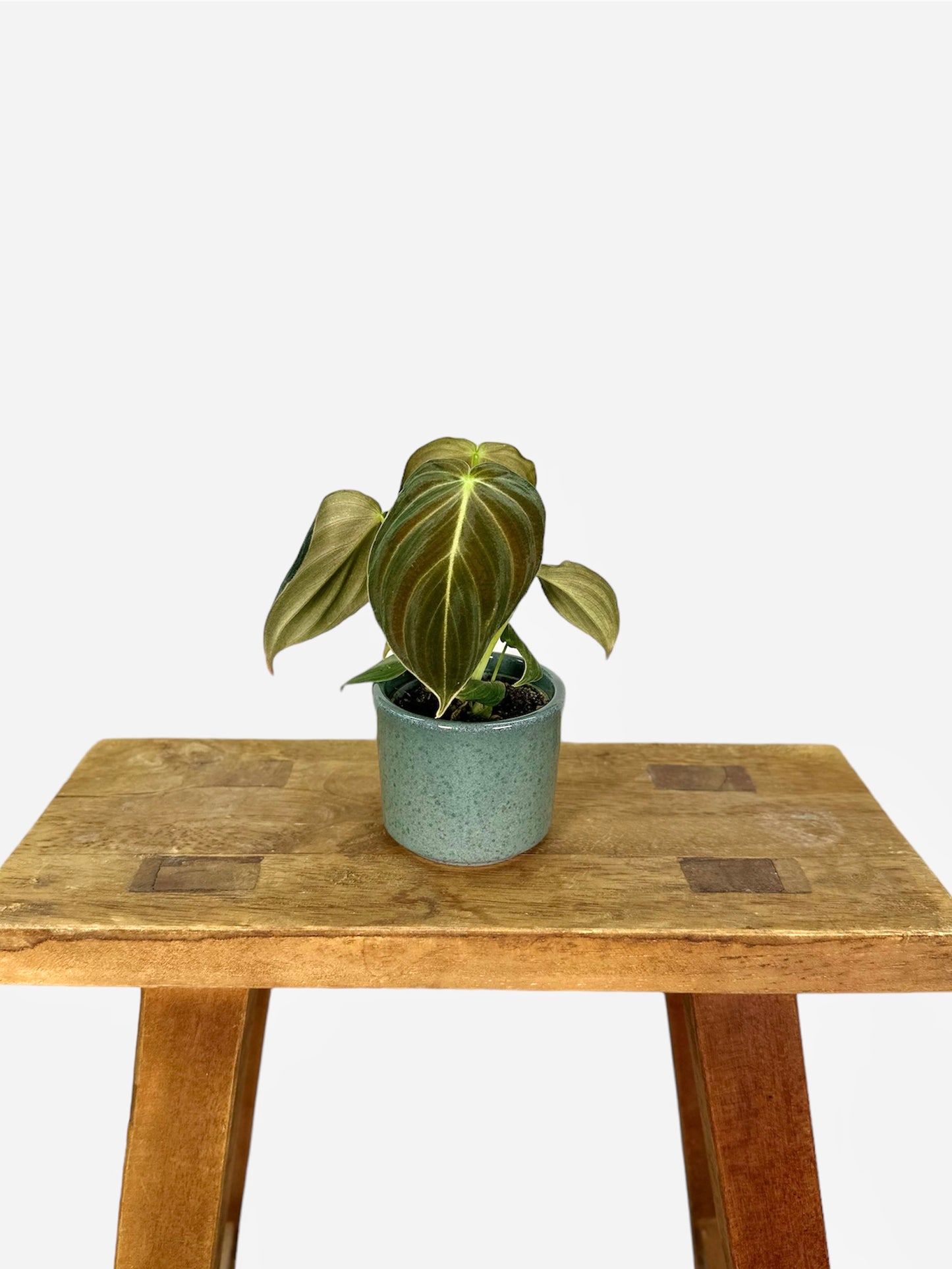 Cache-pot ''Glasure'' Ø6 cm