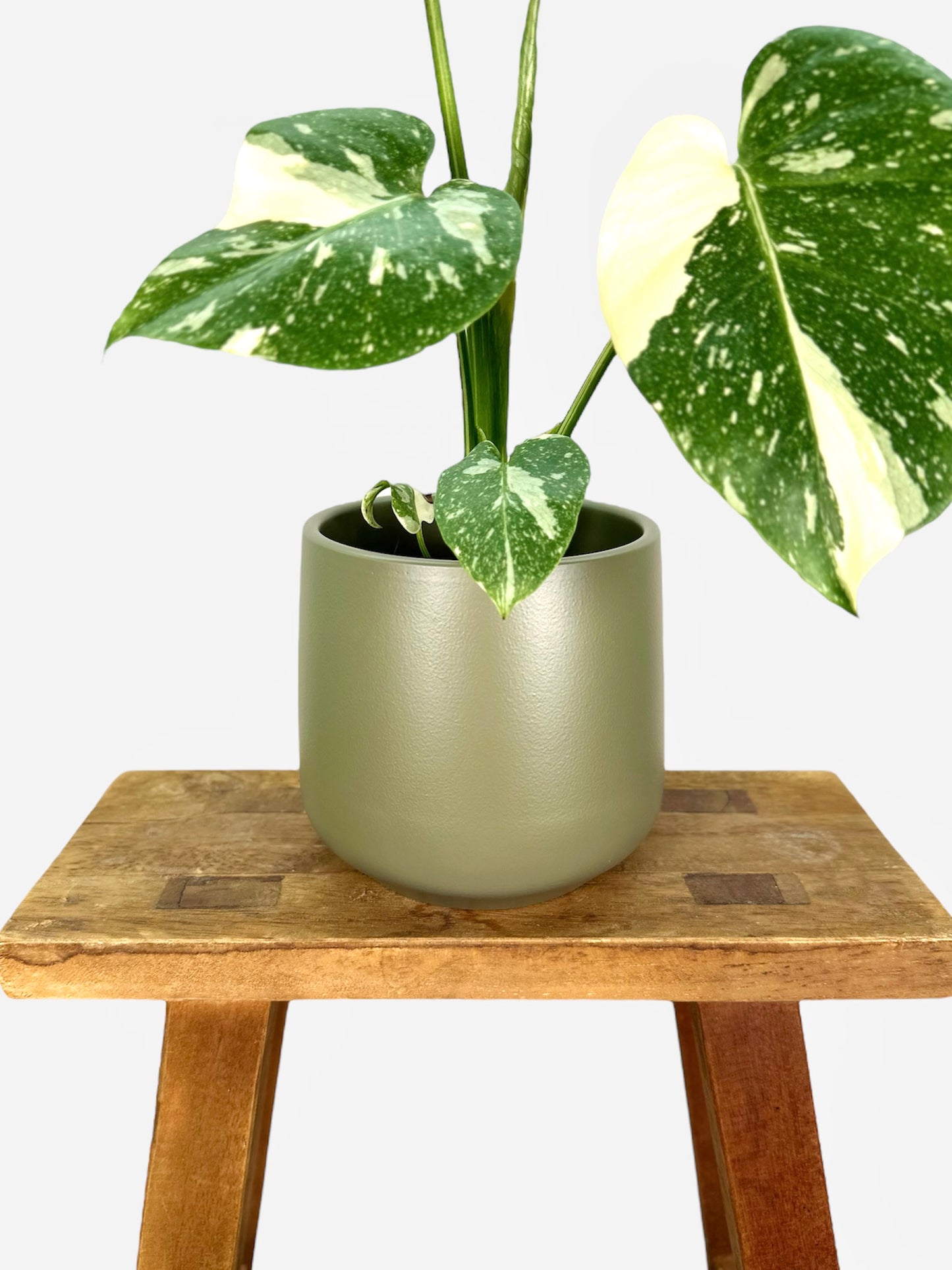 Cache-pot ''Olive'' Ø11.5 cm