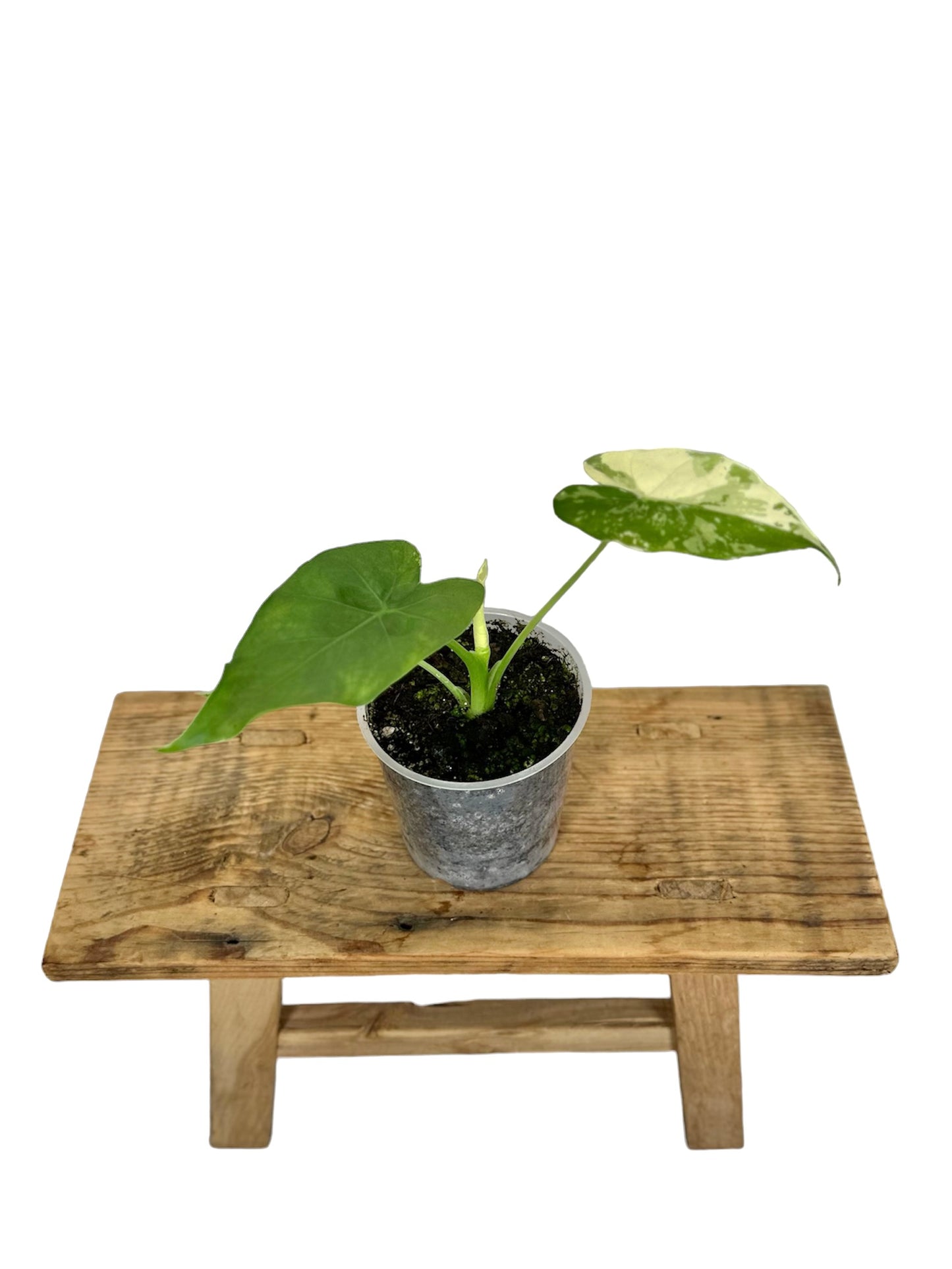 Alocasia Gageana Variegata 1003