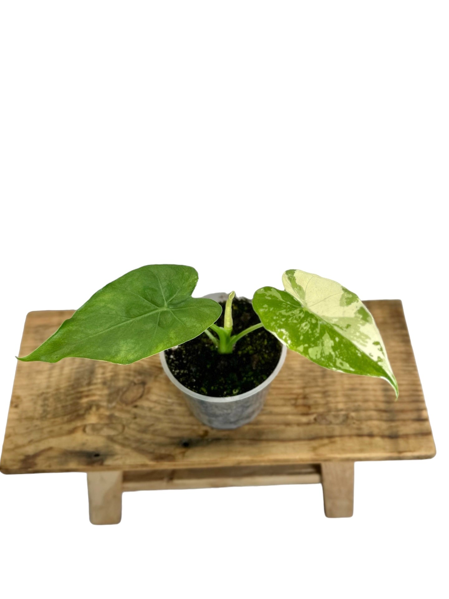 Alocasia Gageana Variegata 1003