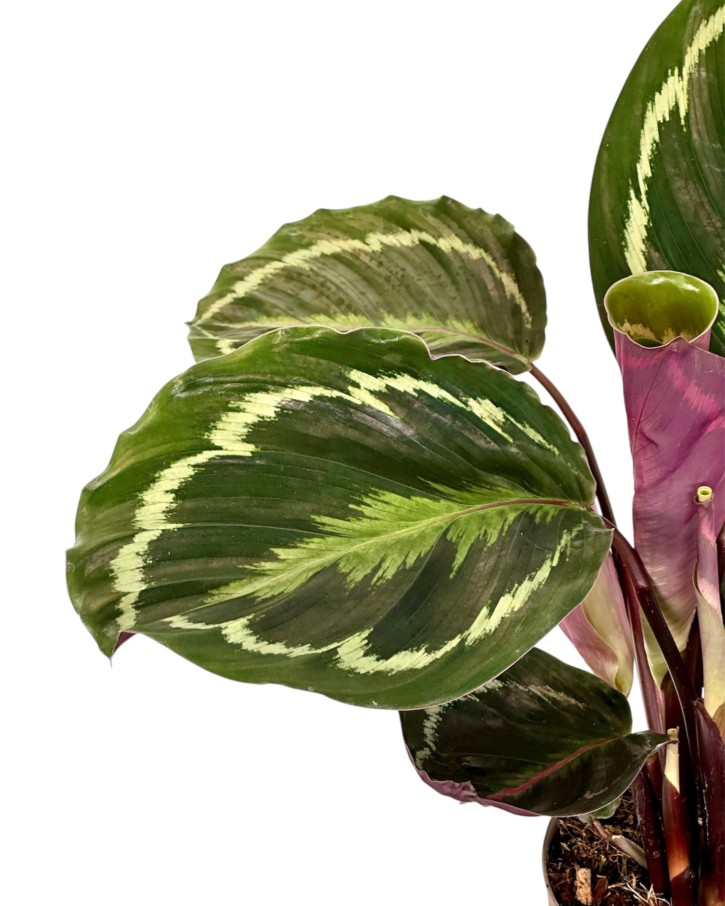 Calathea Medaillon