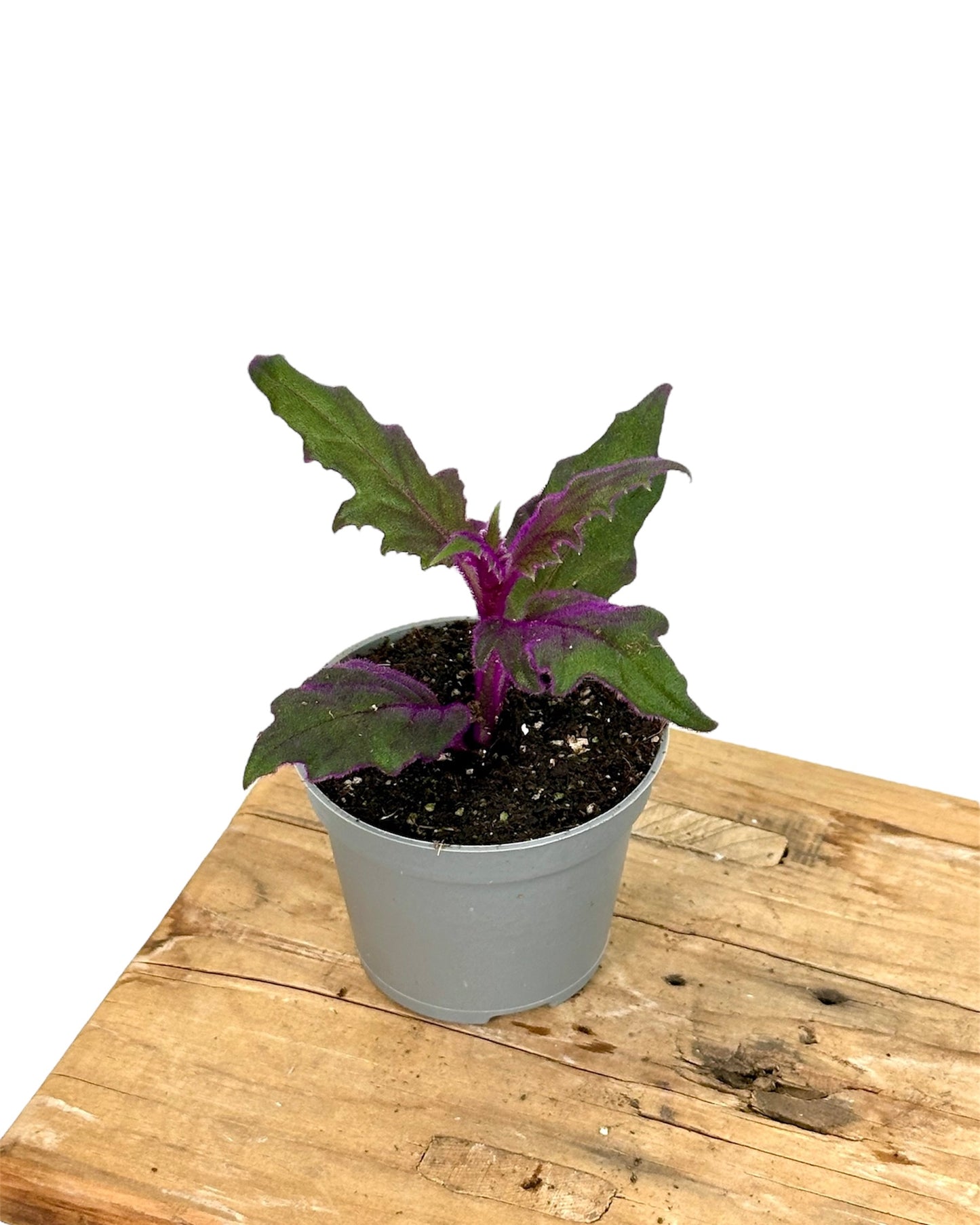 Gynura Purple Passion - Baby plant