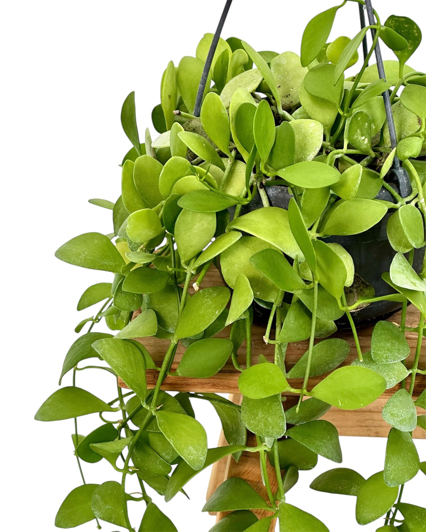Dischidia Imbricata - Suspension