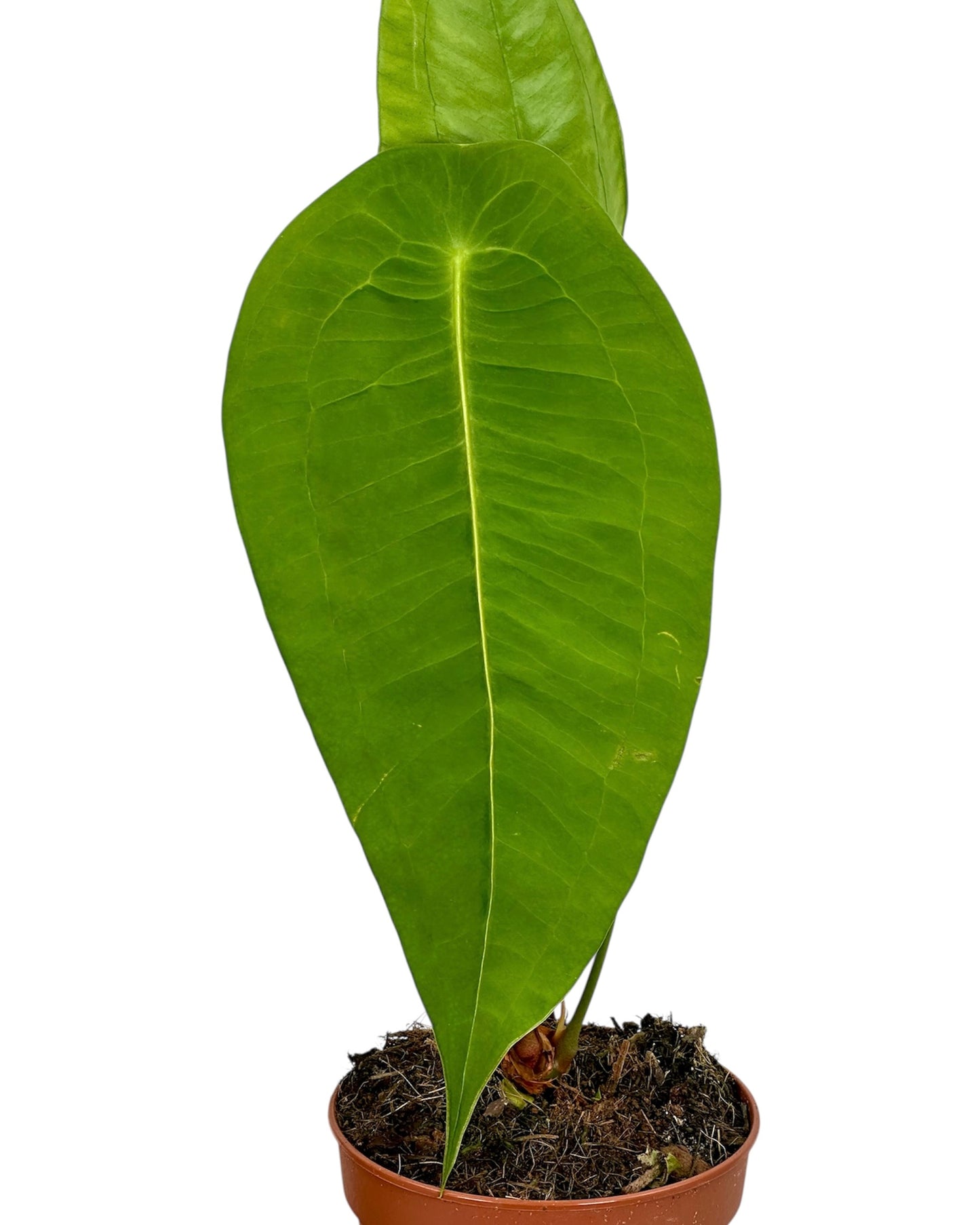 Anthurium Peltigerum