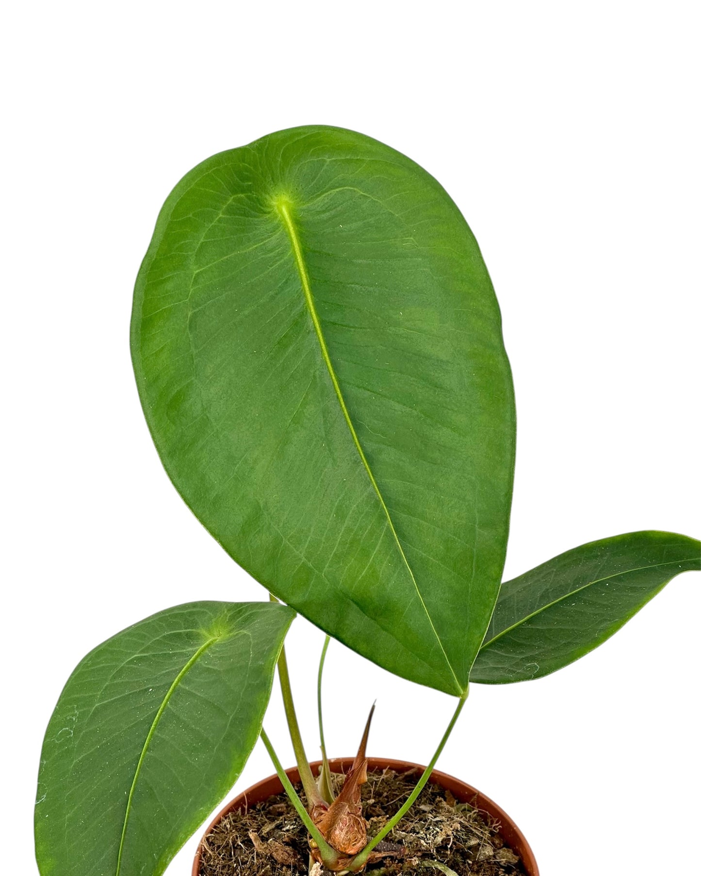 Anthurium Peltigerum