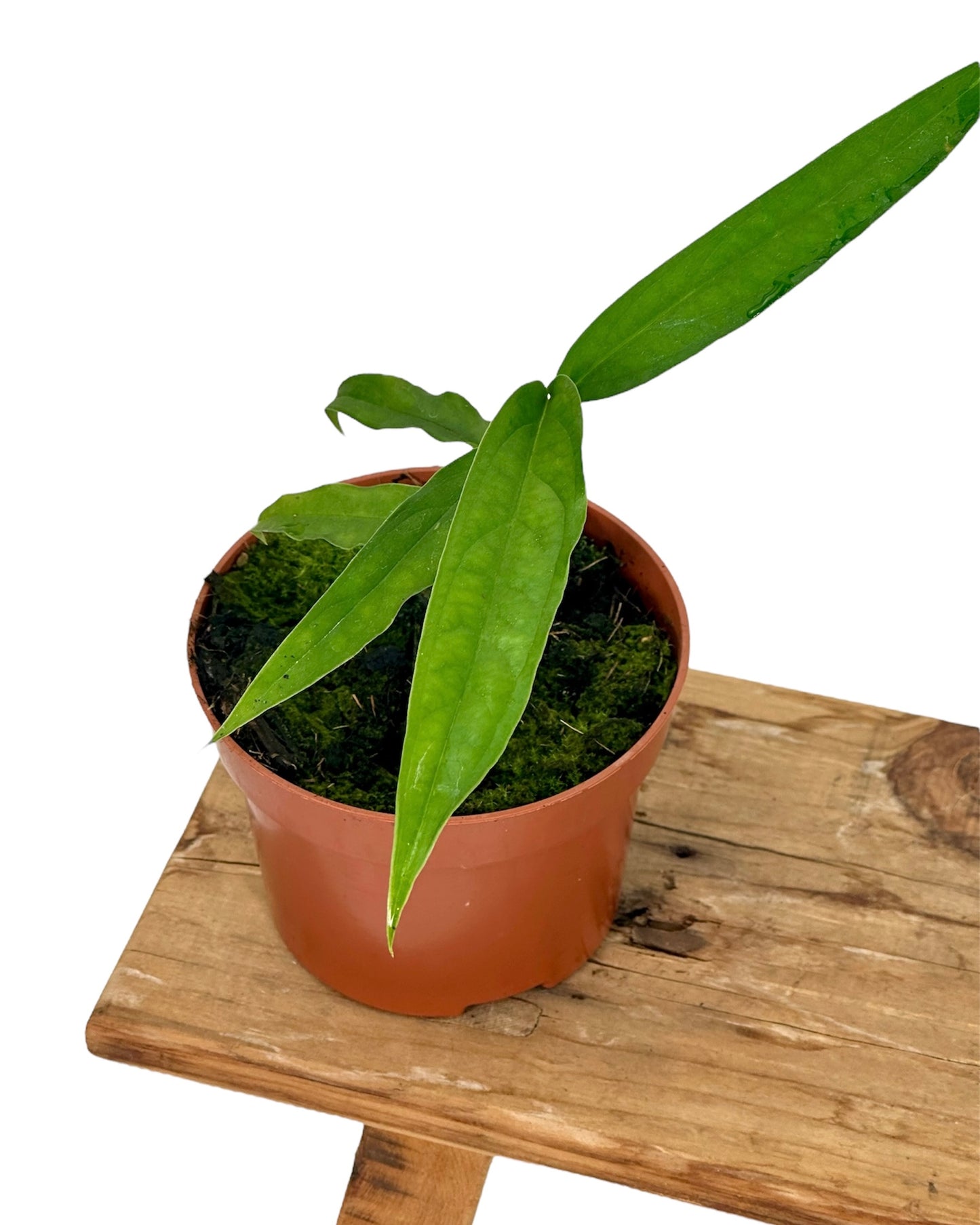 Monstera Obliqua Yasuni