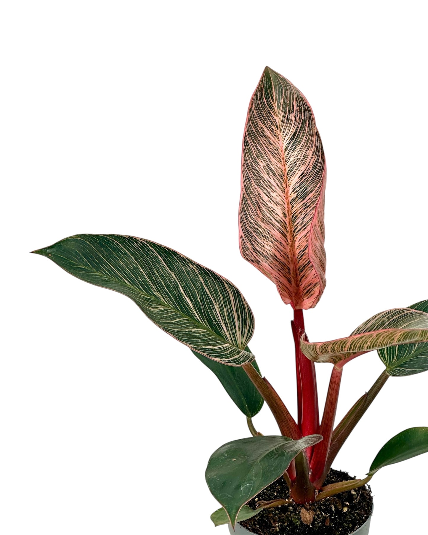 Philodendron Pink Birkin