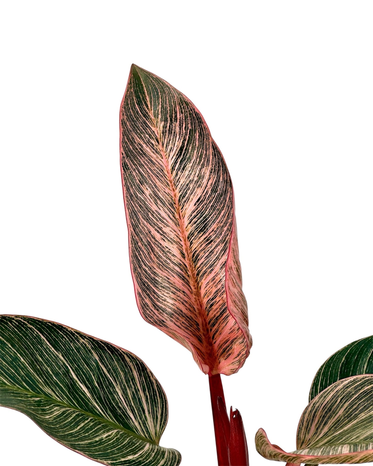 Philodendron Pink Birkin