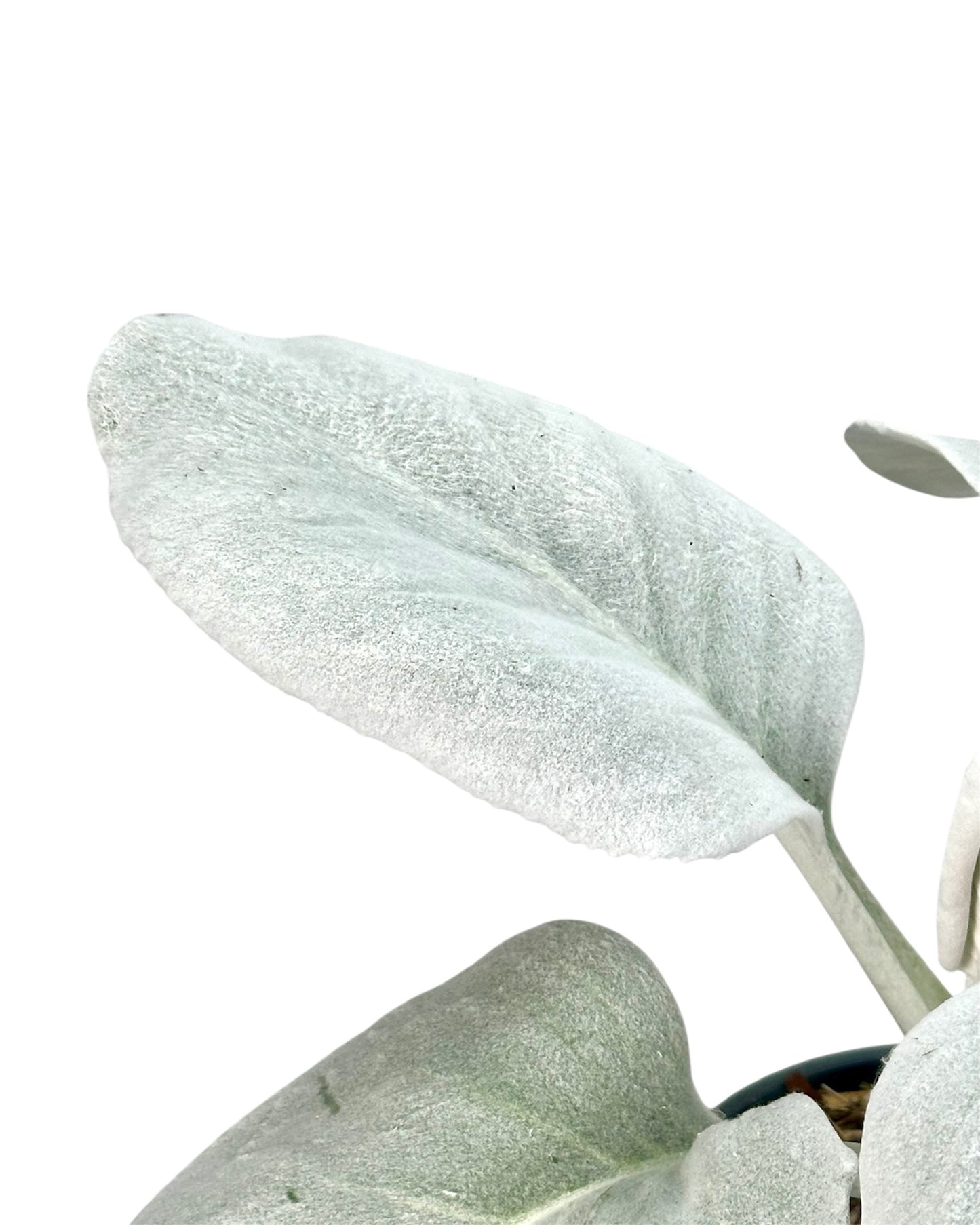Senecio Angel Wings