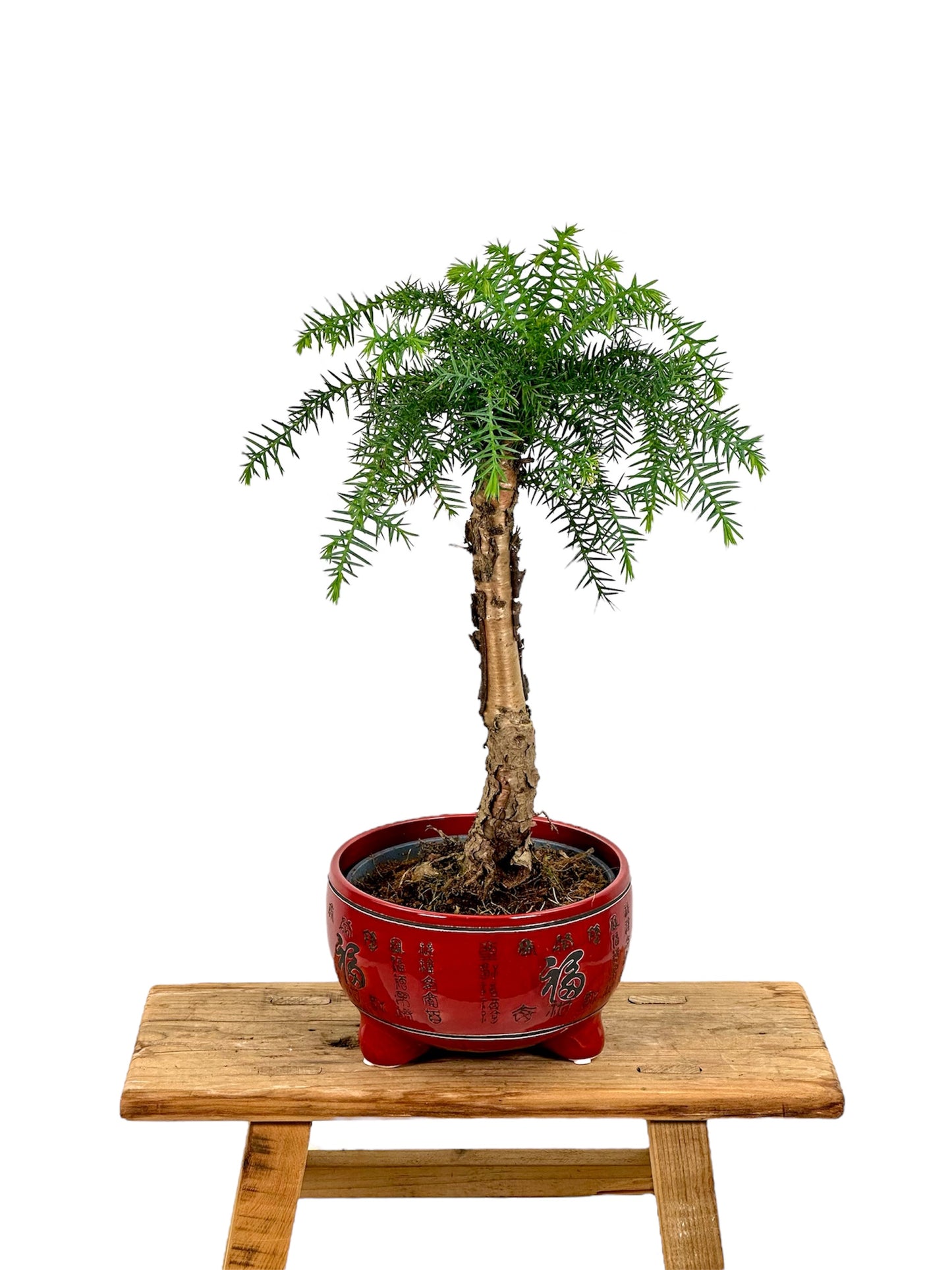 Araucaria Cunninghamii avec pot céramique 'Bonsaï'