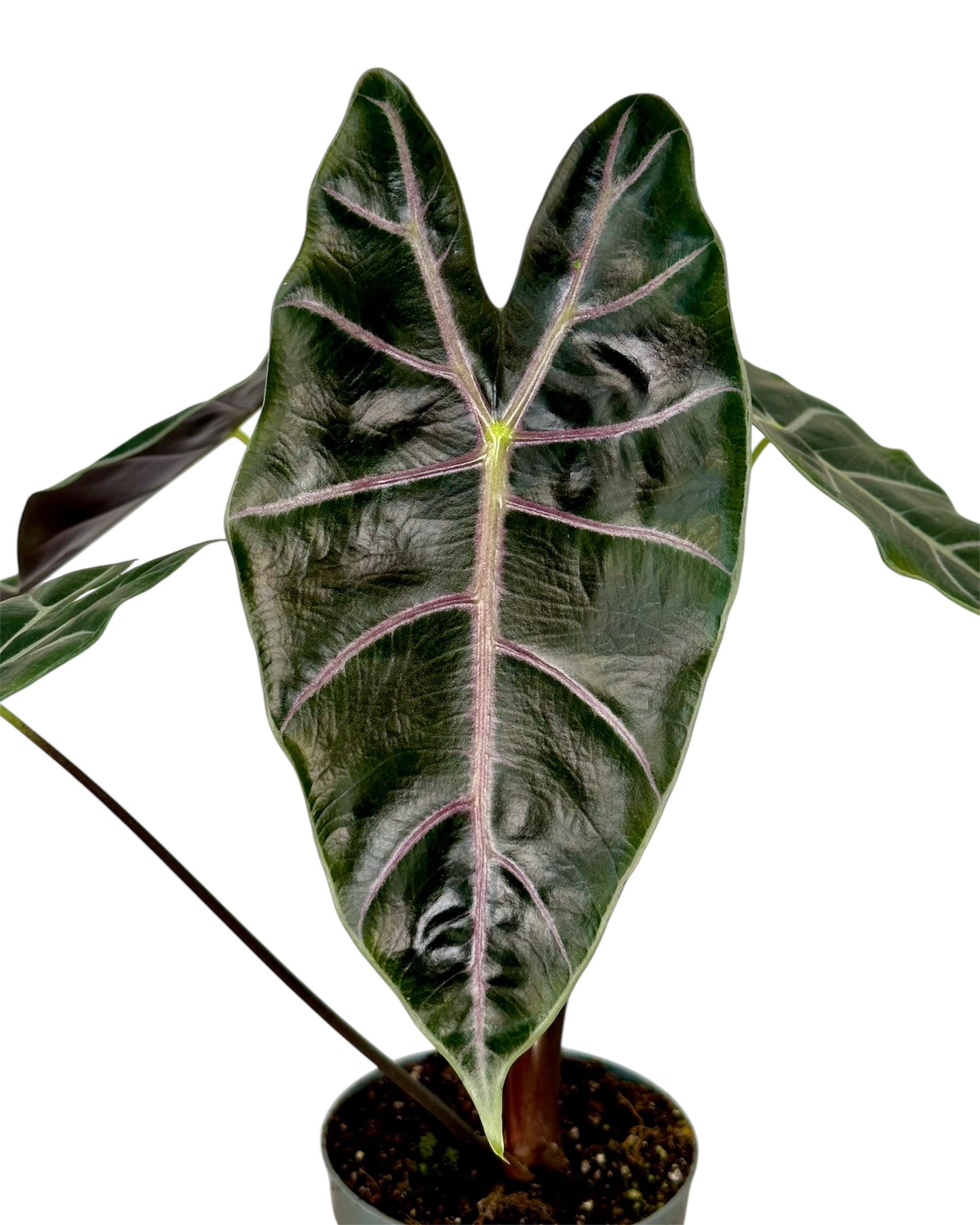 Alocasia Longiloba Purple