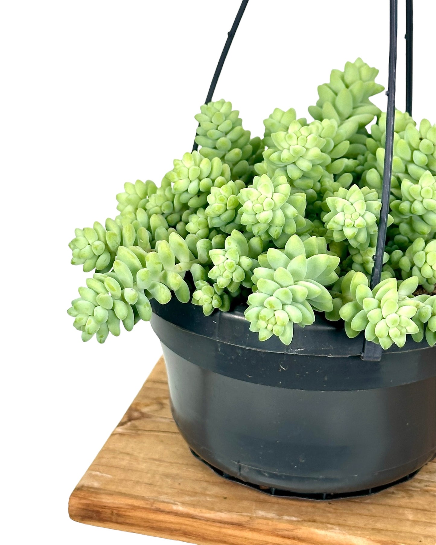 Sedum Burrito - Suspension