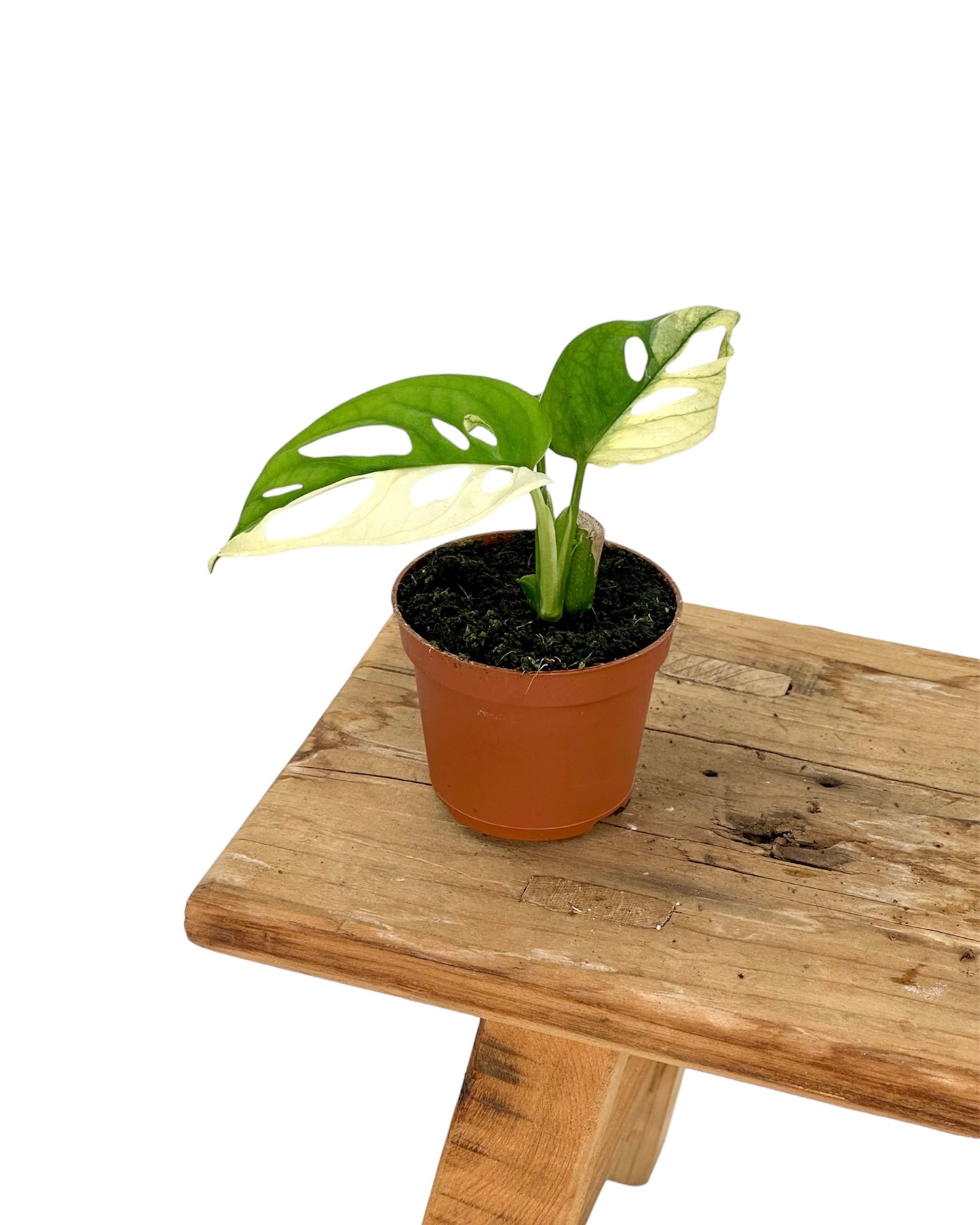 Monstera Adansonii variegata - Baby plant