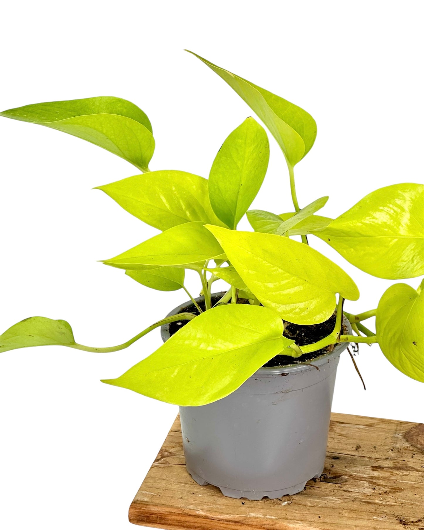 Pothos Neon