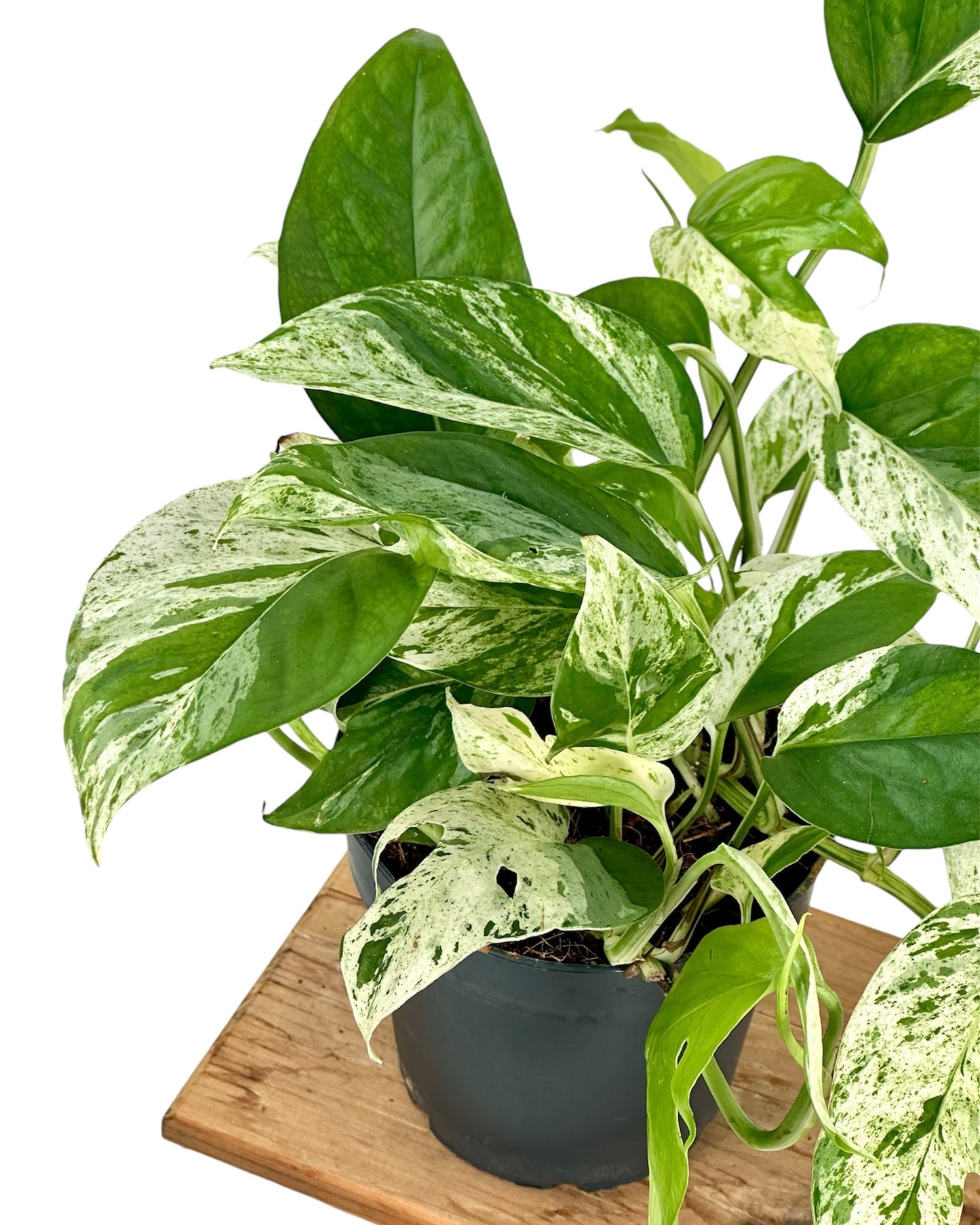 Epipremnum Pinnatum Marble variegata