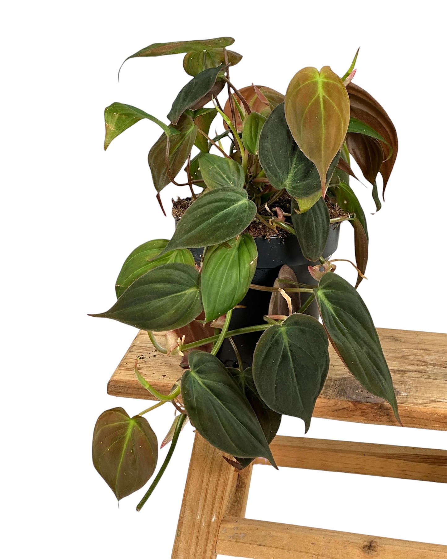 Philodendron Scandens Micans