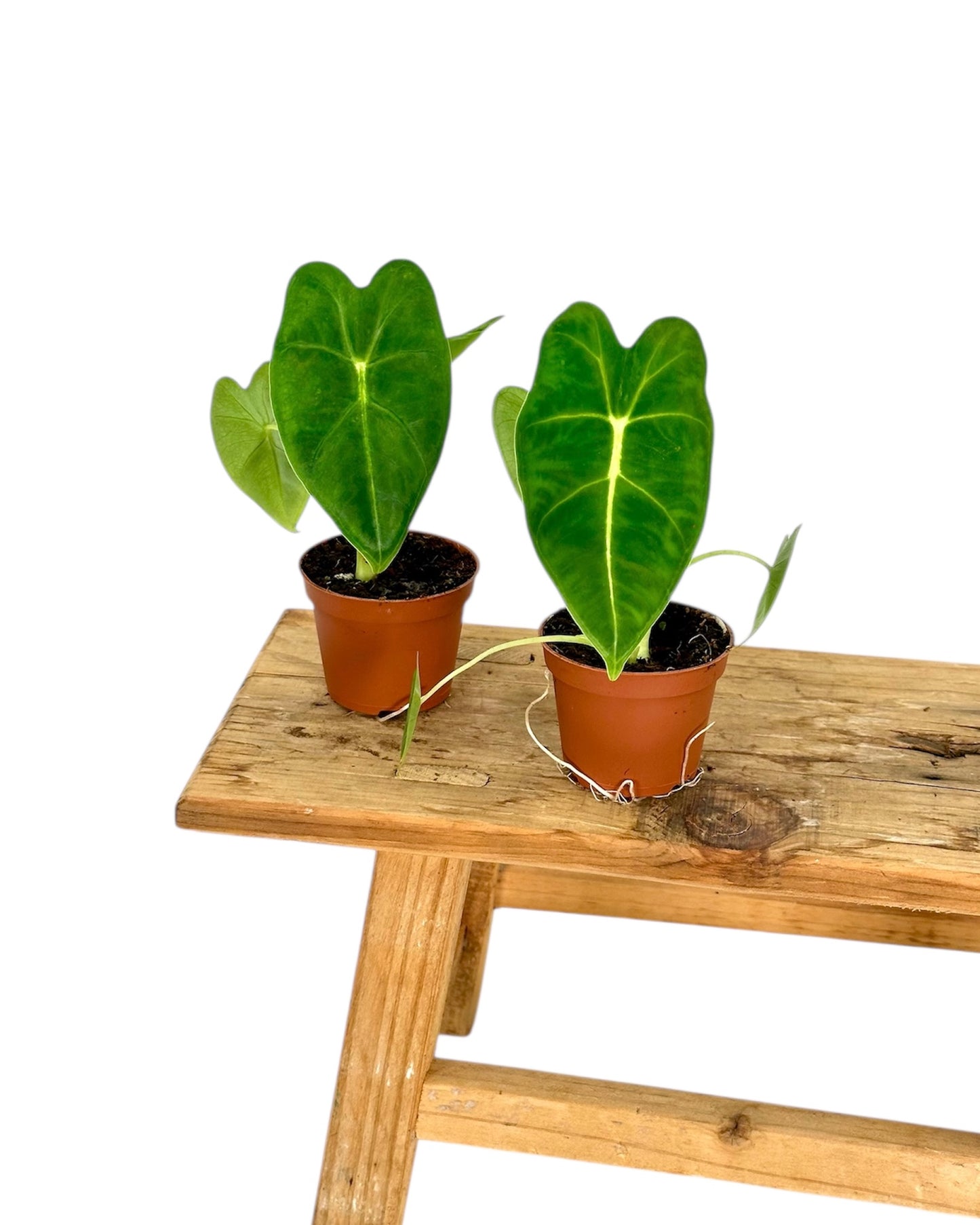 Alocasia Micholitziana Frydek - Baby plant